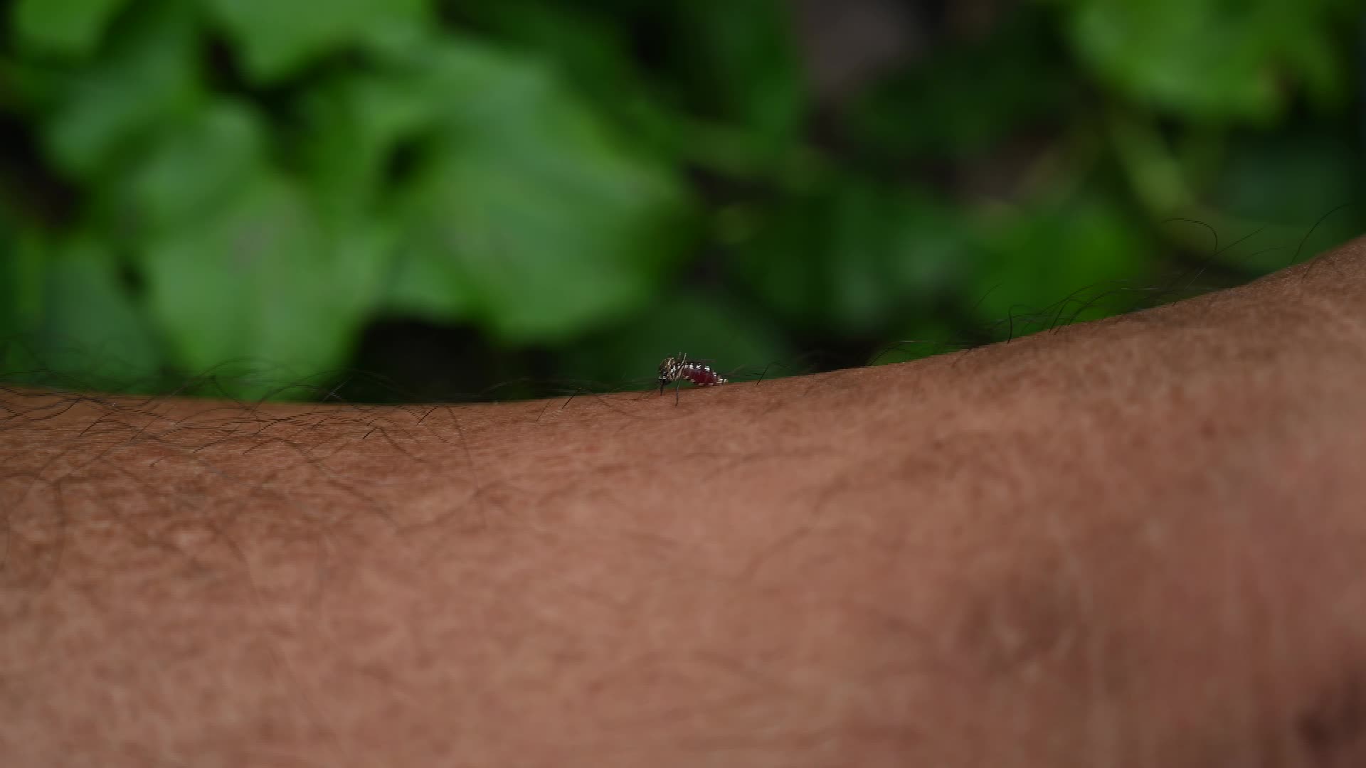 Aedes Aegypti Mosquito - Mosquito bites - Deadly Disease Vector - Animal India - 06/05/2026