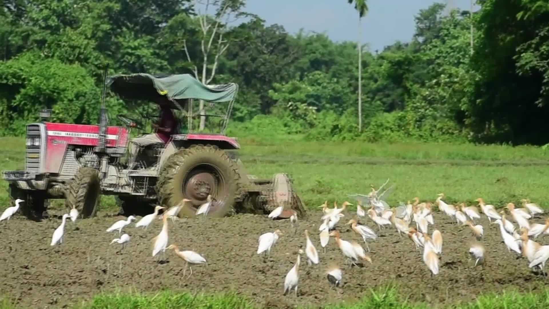 Egrets in India - 07/04/2026