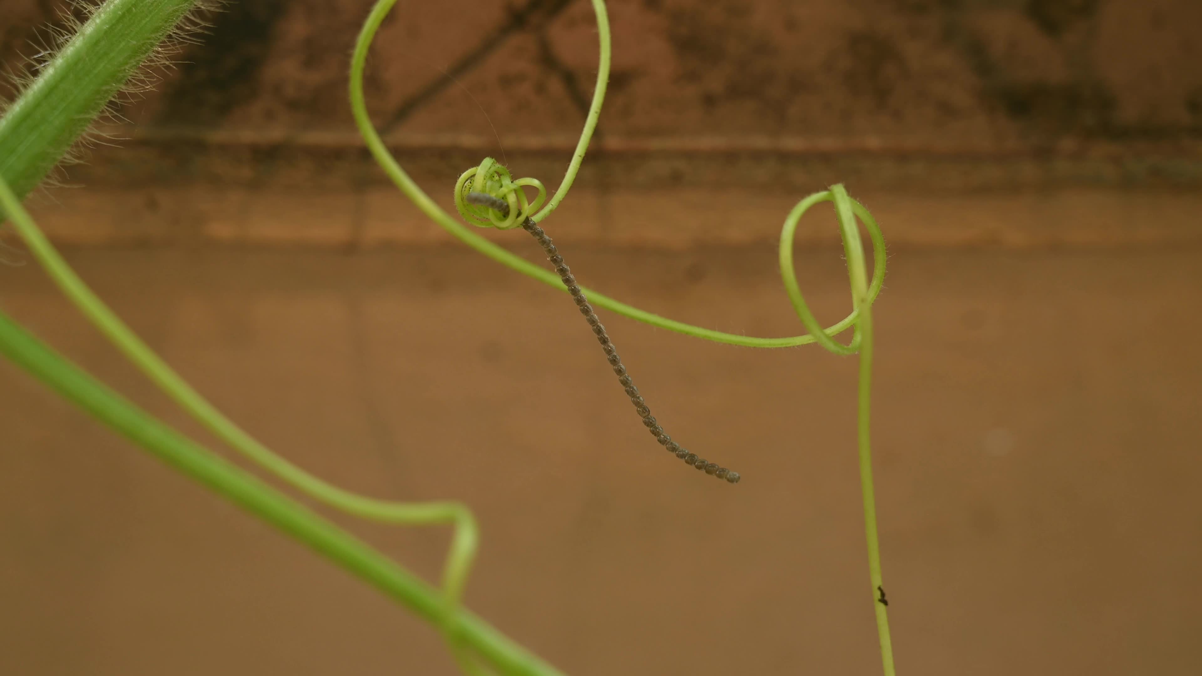 Watermelon Bug lays eggs on the wax gourd plant - Coridius chinensis