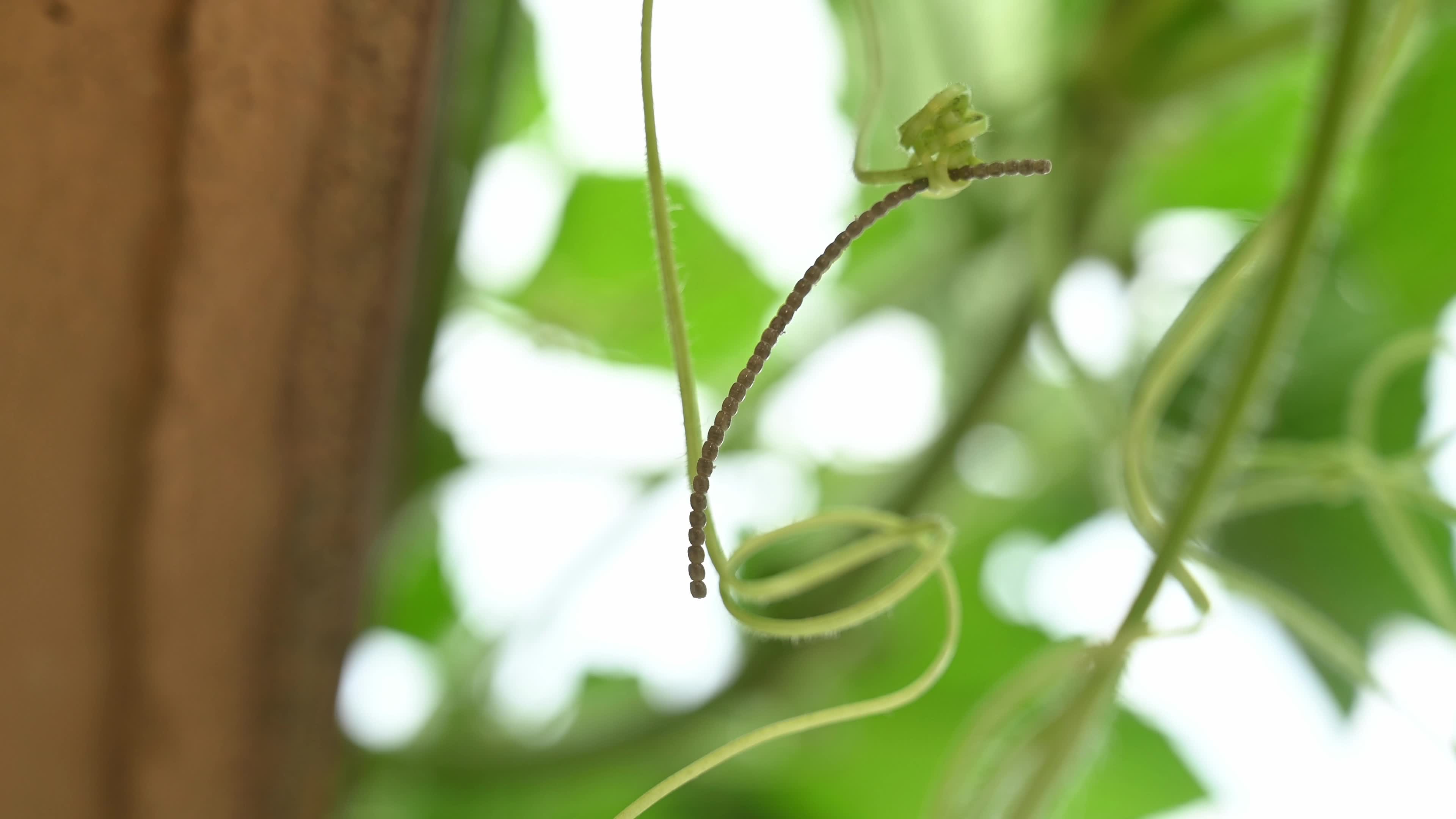Watermelon Bug lays eggs on the wax gourd plant - Coridius chinensis