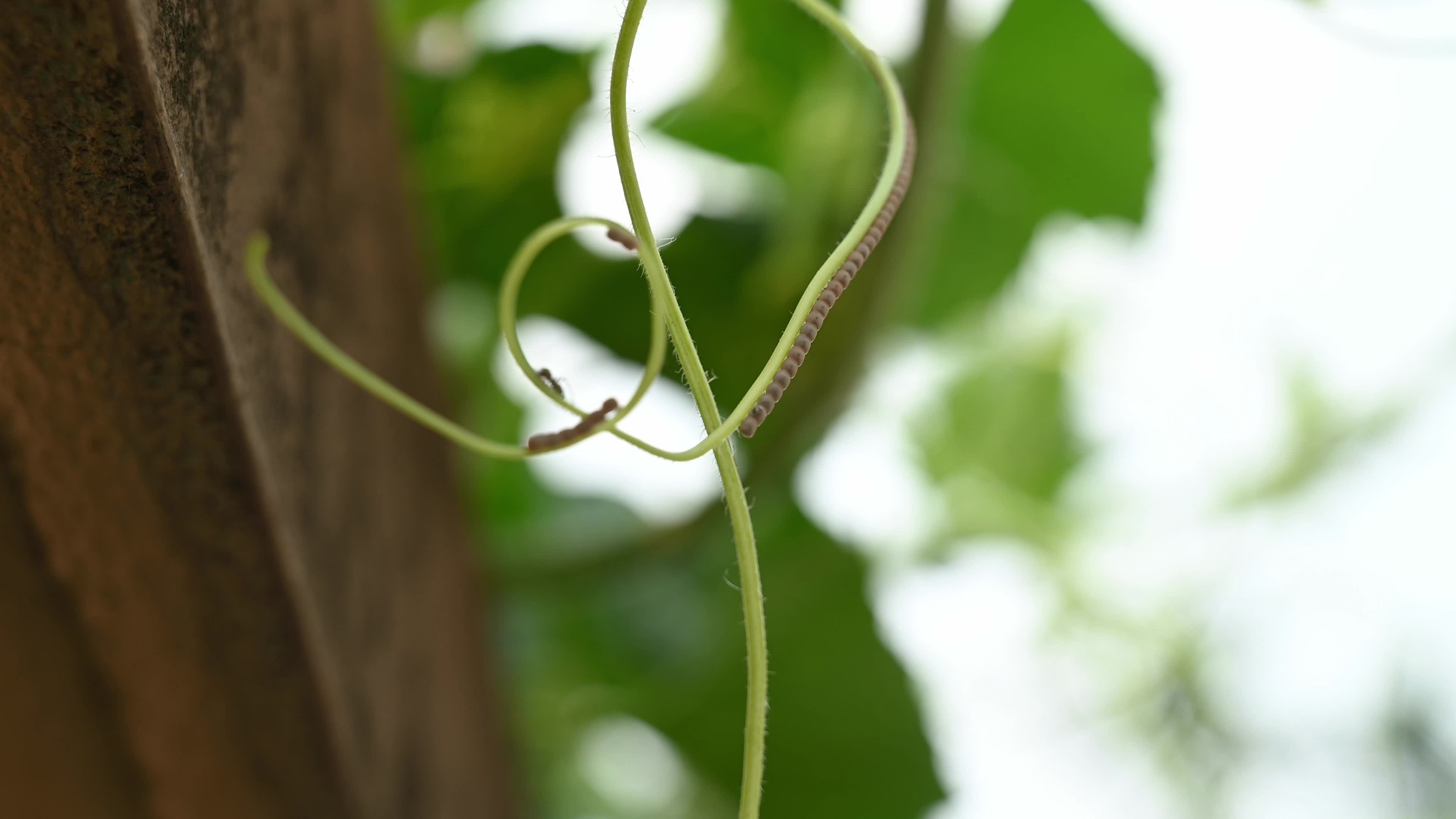 Watermelon Bug lays eggs on the wax gourd plant - Coridius chinensis