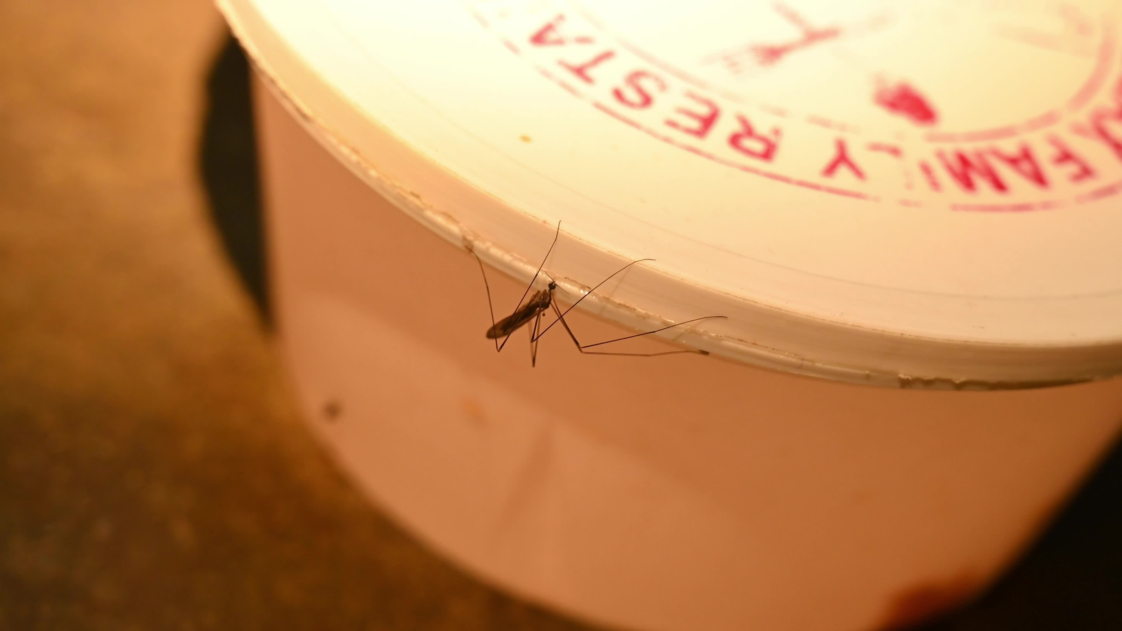 Giant Mosquito Looks Like Crane Fly