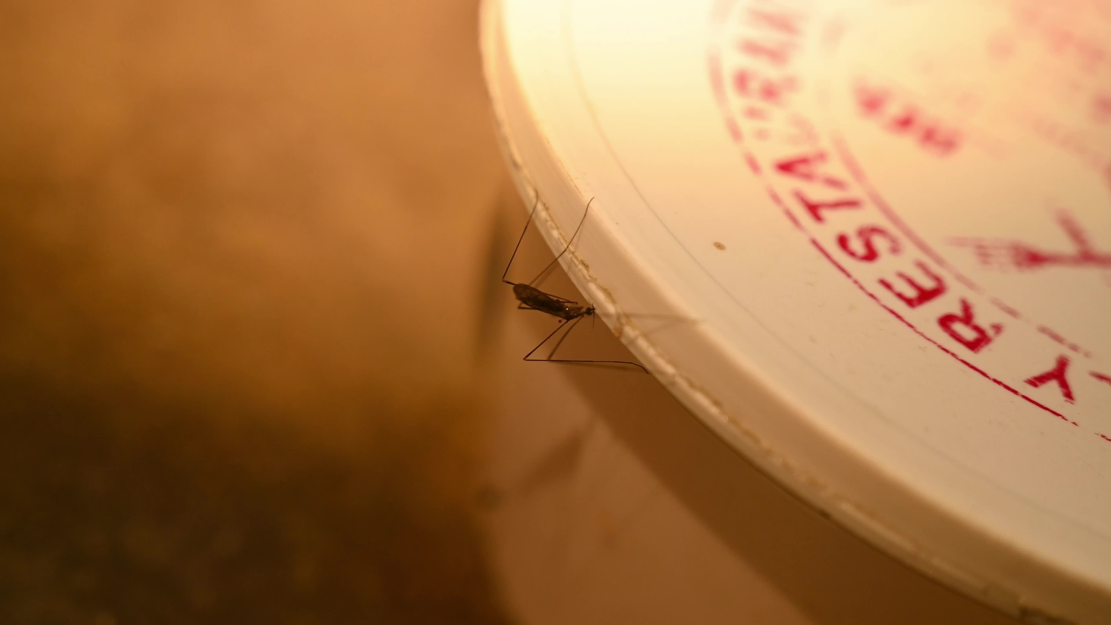 Giant Mosquito Looks Like Crane Fly