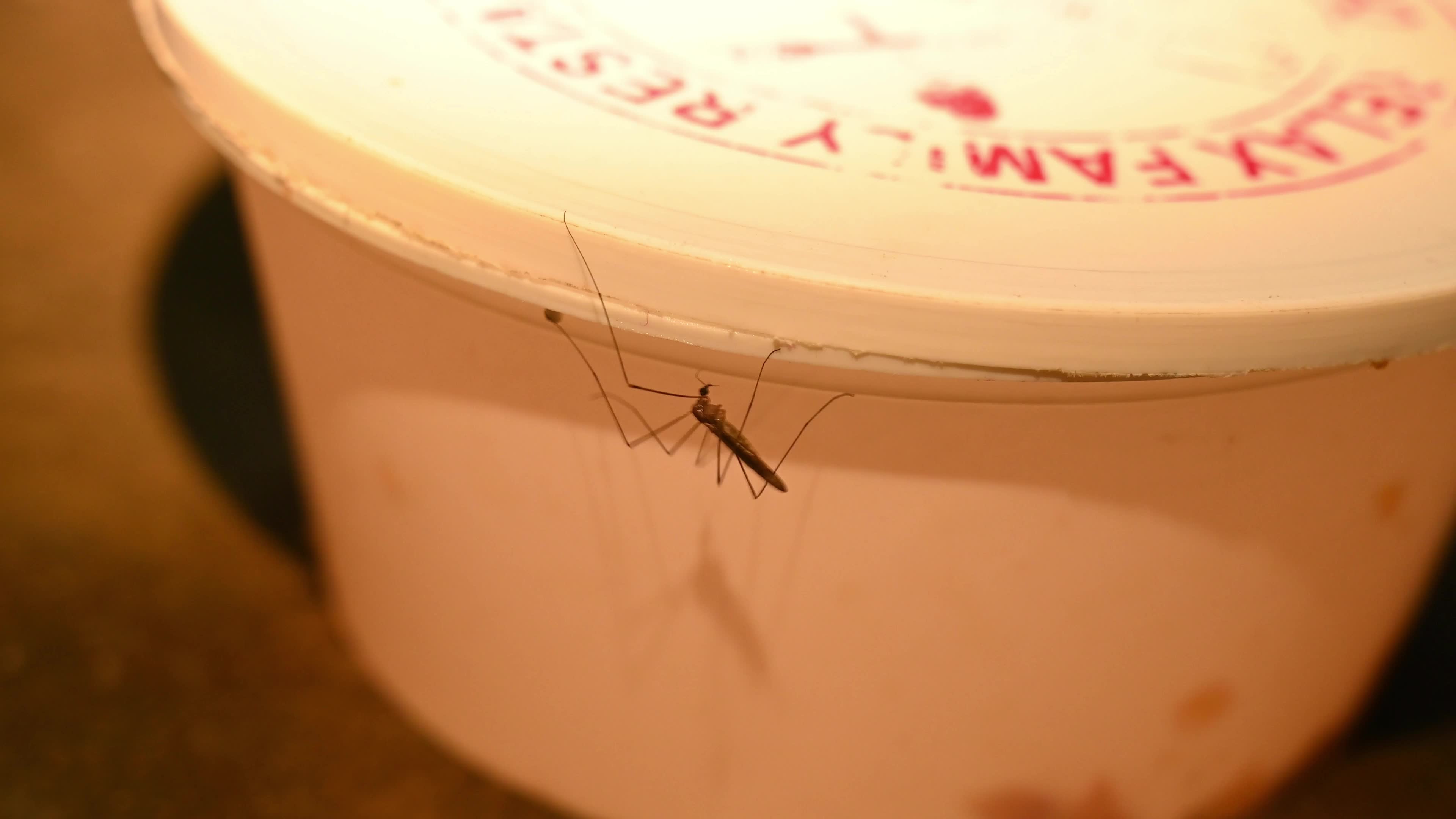Giant Mosquito Looks Like Crane Fly