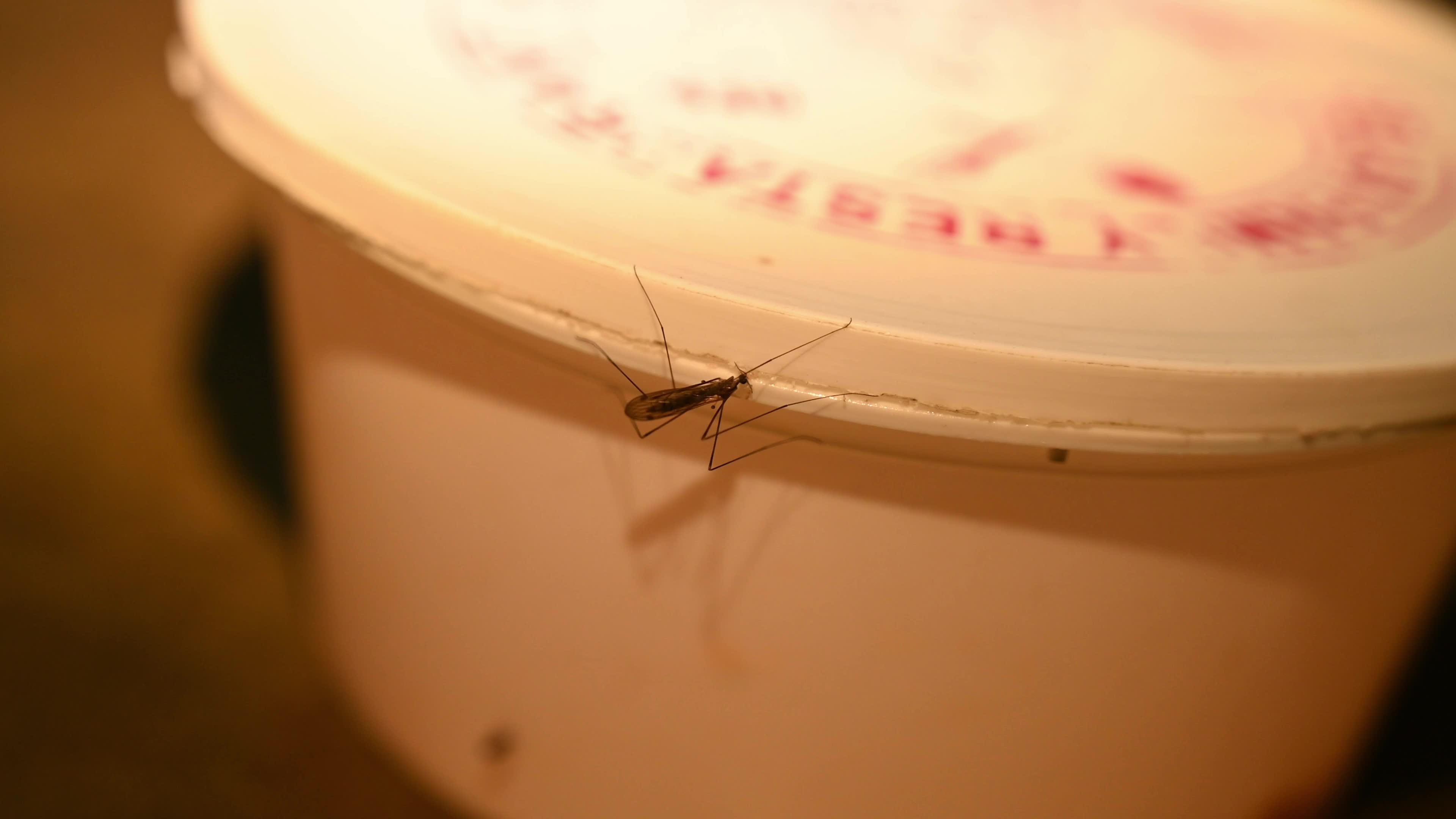 Giant Mosquito Looks Like Crane Fly