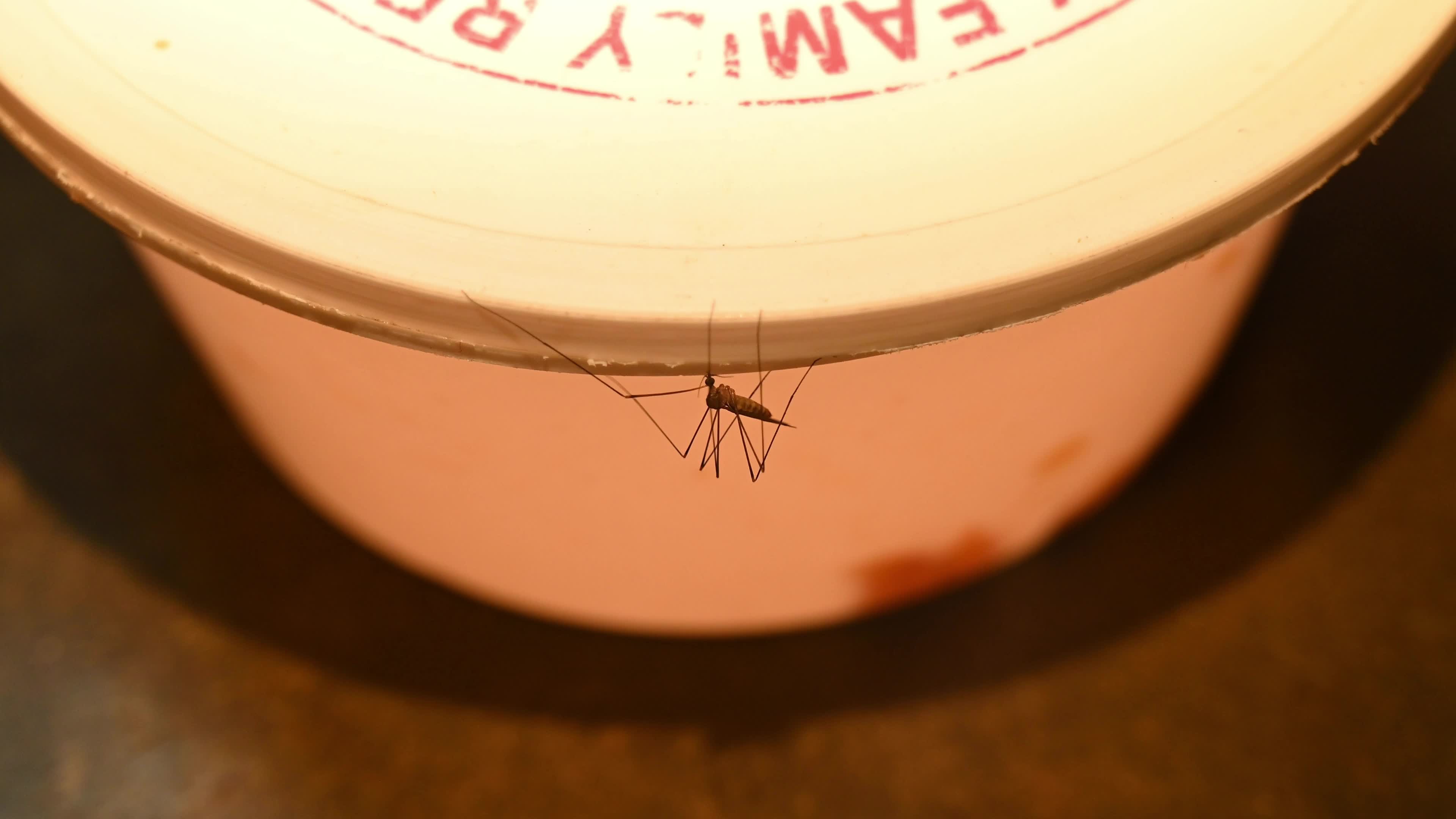Giant Mosquito Looks Like Crane Fly
