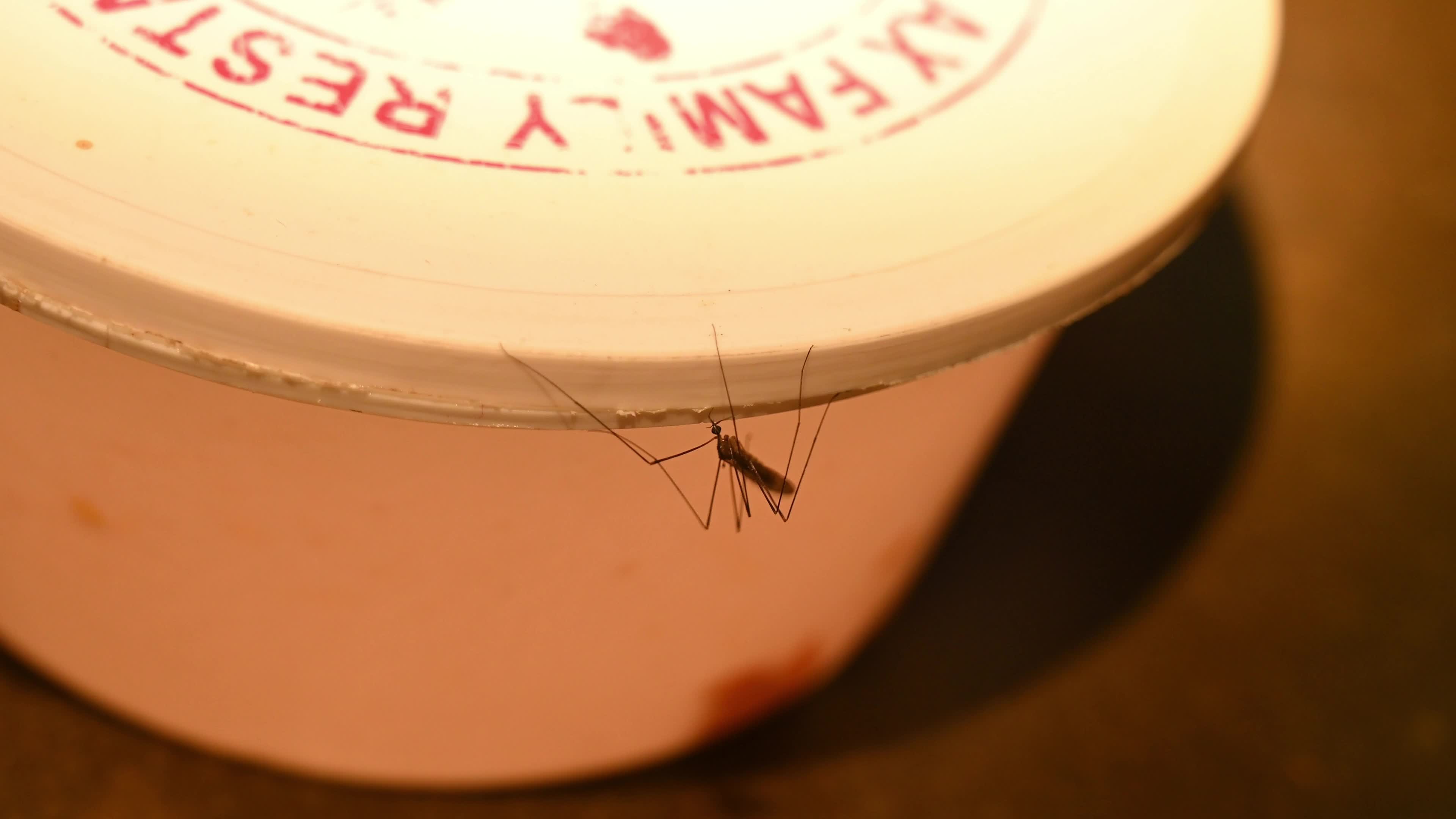Giant Mosquito Looks Like Crane Fly
