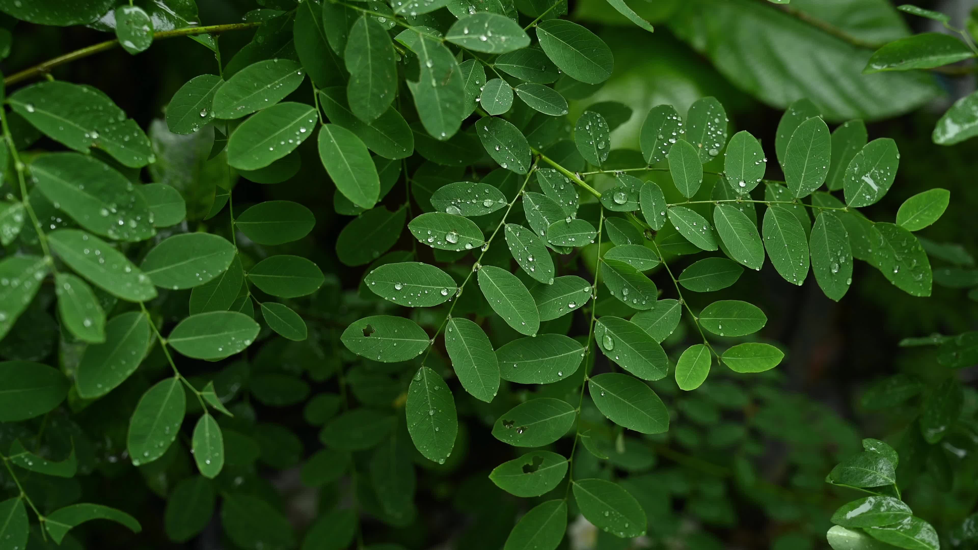 Indian indigo (Indigofera tinctoria) - Monsoon Raindrops - Blue Gold