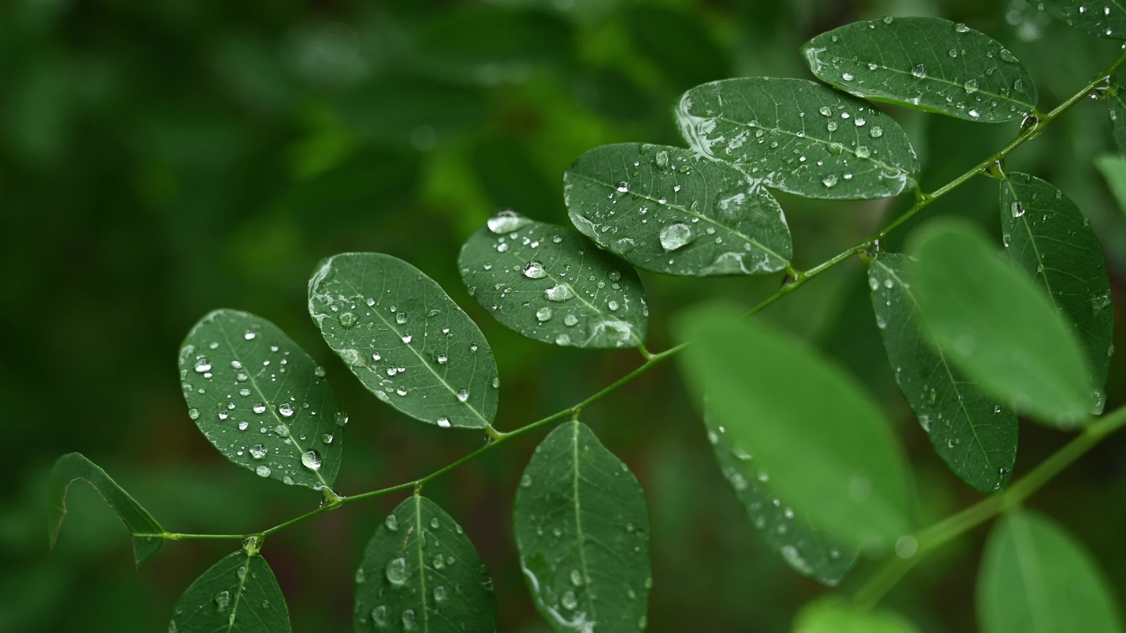 Indian indigo (Indigofera tinctoria) - Monsoon Raindrops - Blue Gold