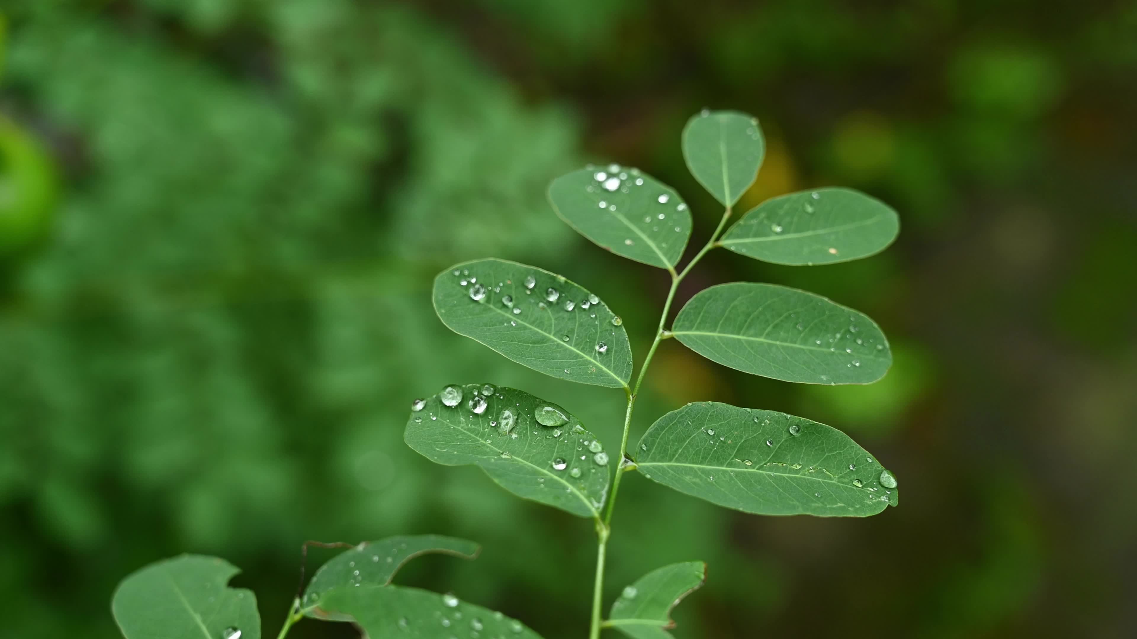 Indian indigo (Indigofera tinctoria) - Monsoon Raindrops - Blue Gold