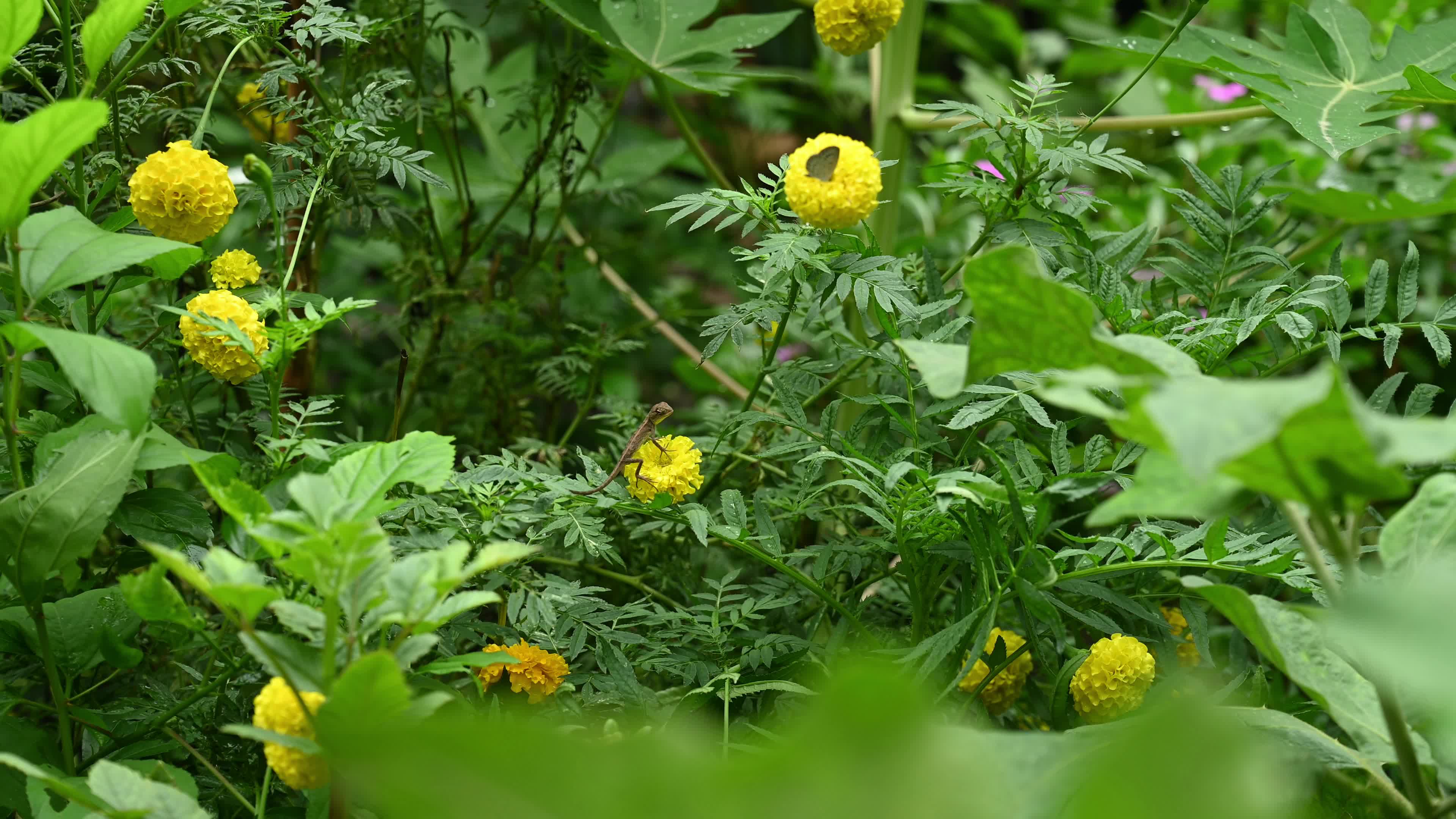 Baby Oriental Garden Lizards On The Marigold Flower - Animal India
