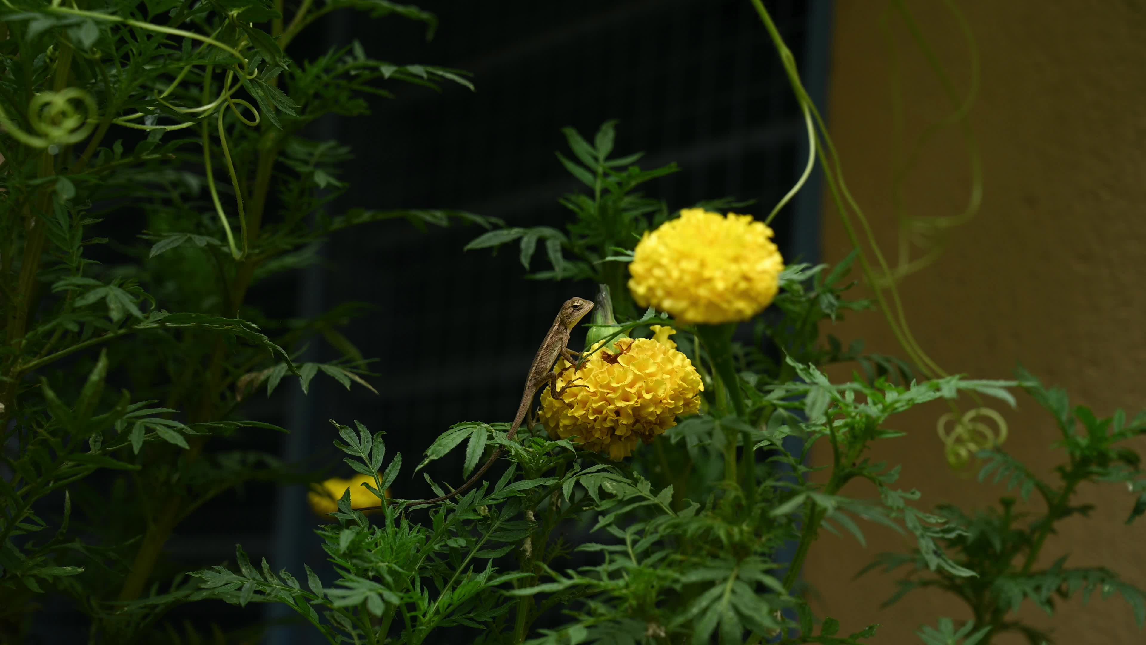 Baby Oriental Garden Lizards On The Marigold Flower - Animal India