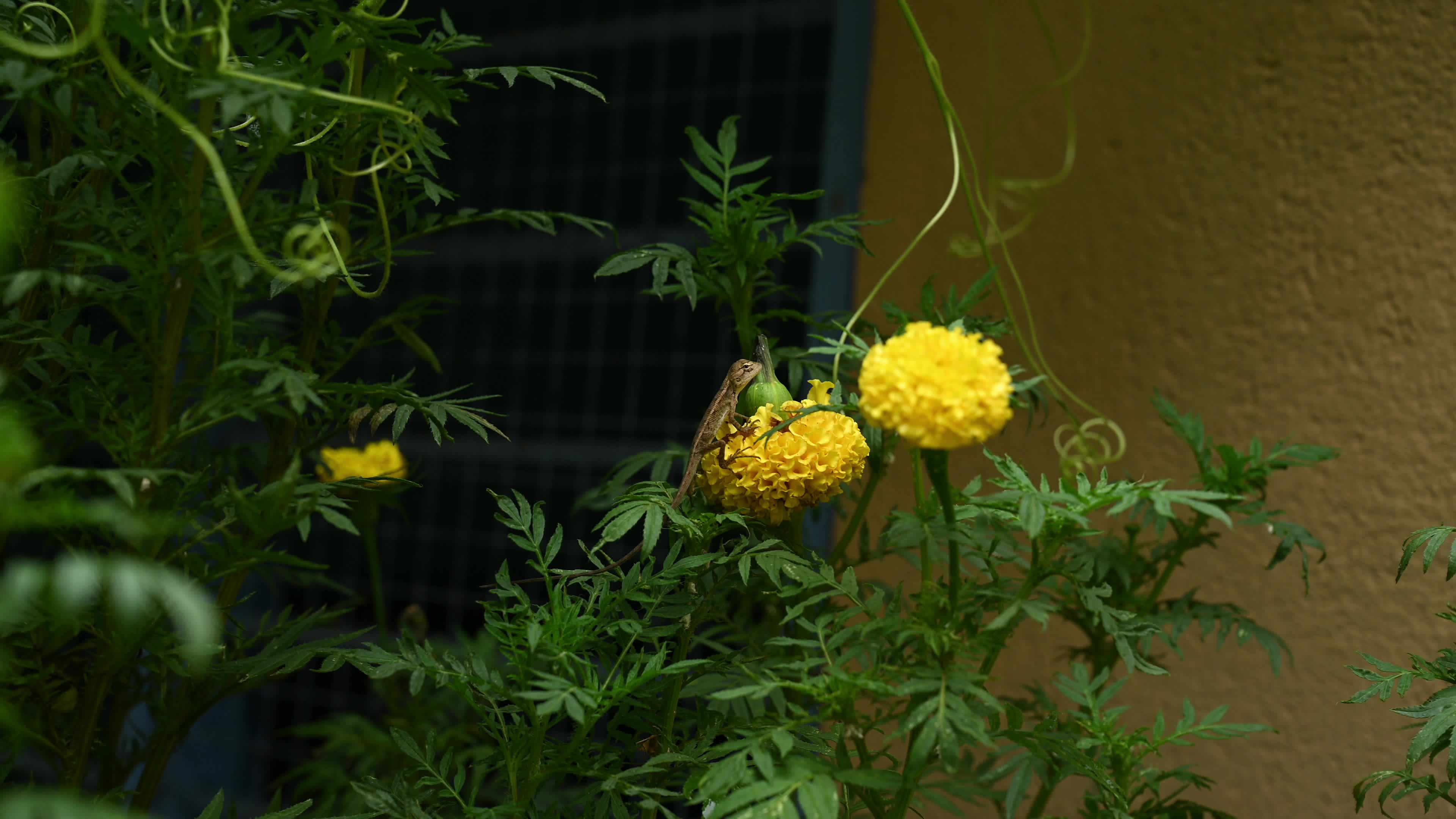 Baby Oriental Garden Lizards On The Marigold Flower - Animal India