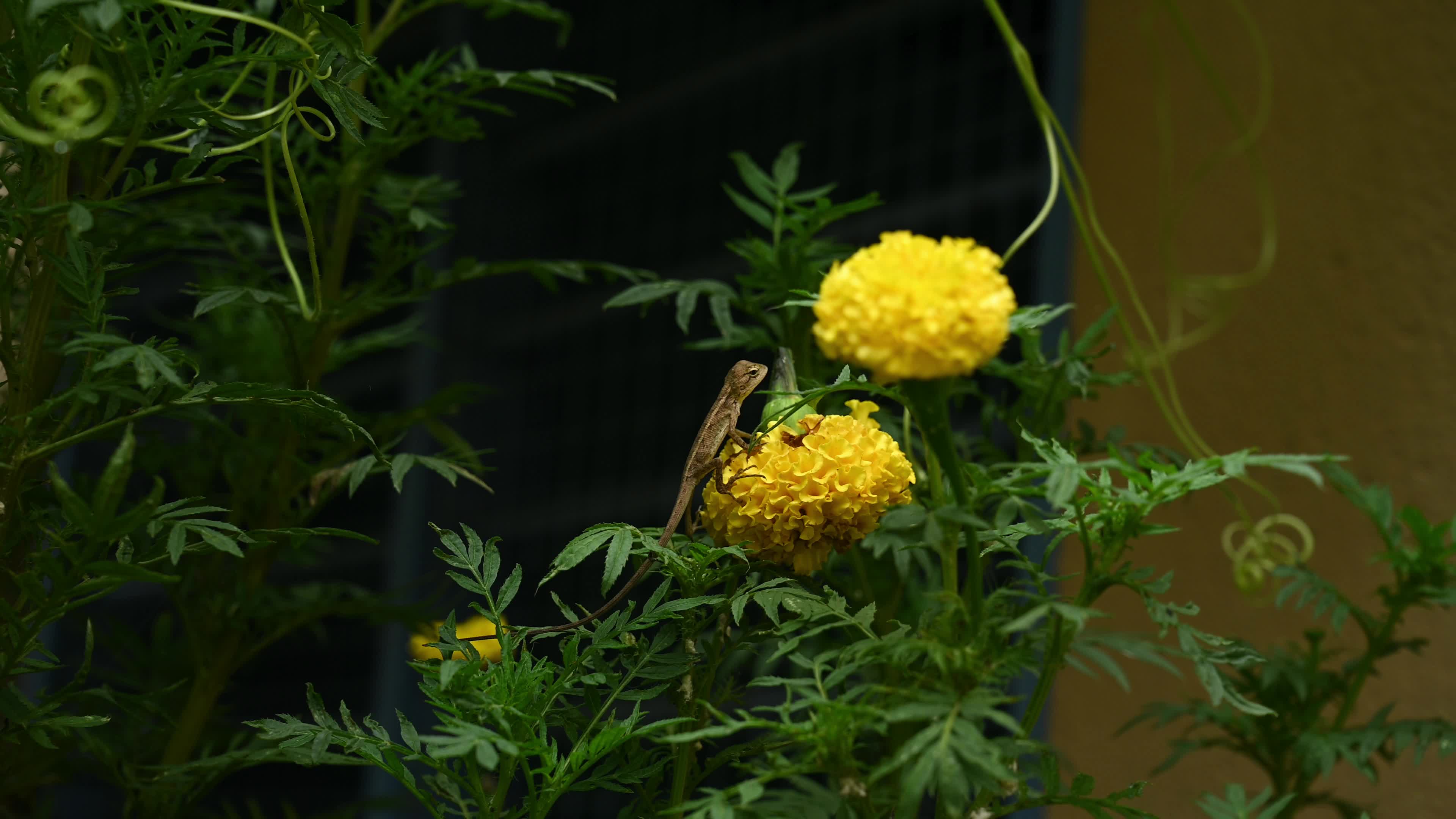 Baby Oriental Garden Lizards On The Marigold Flower - Animal India