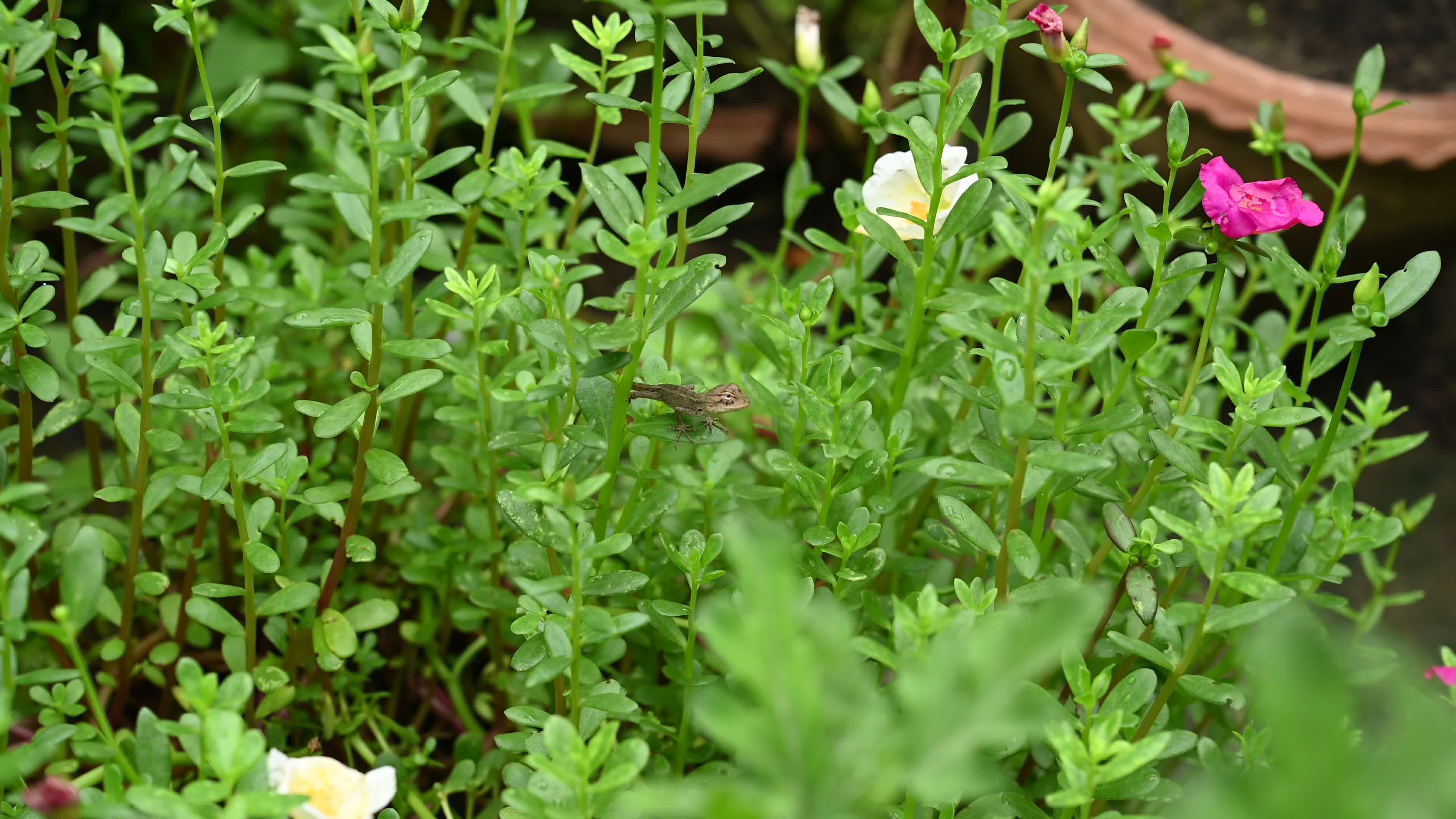 Baby Oriental Garden Lizards On The Marigold Flower - Animal India