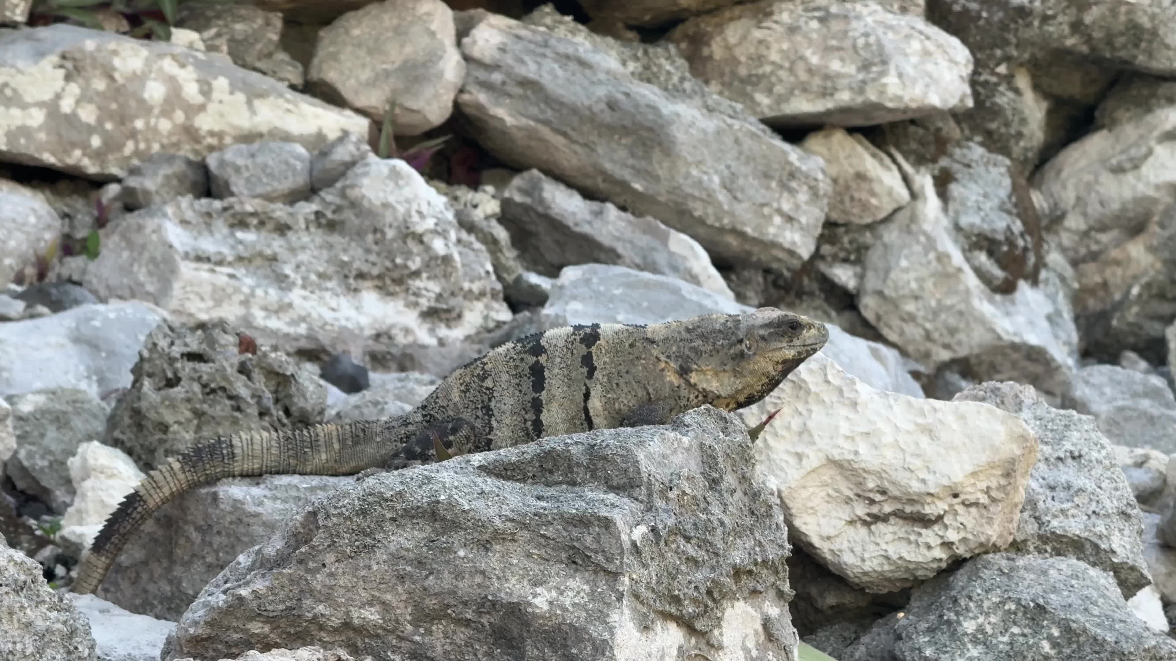 Black spiny-tailed Iguana , Mexico