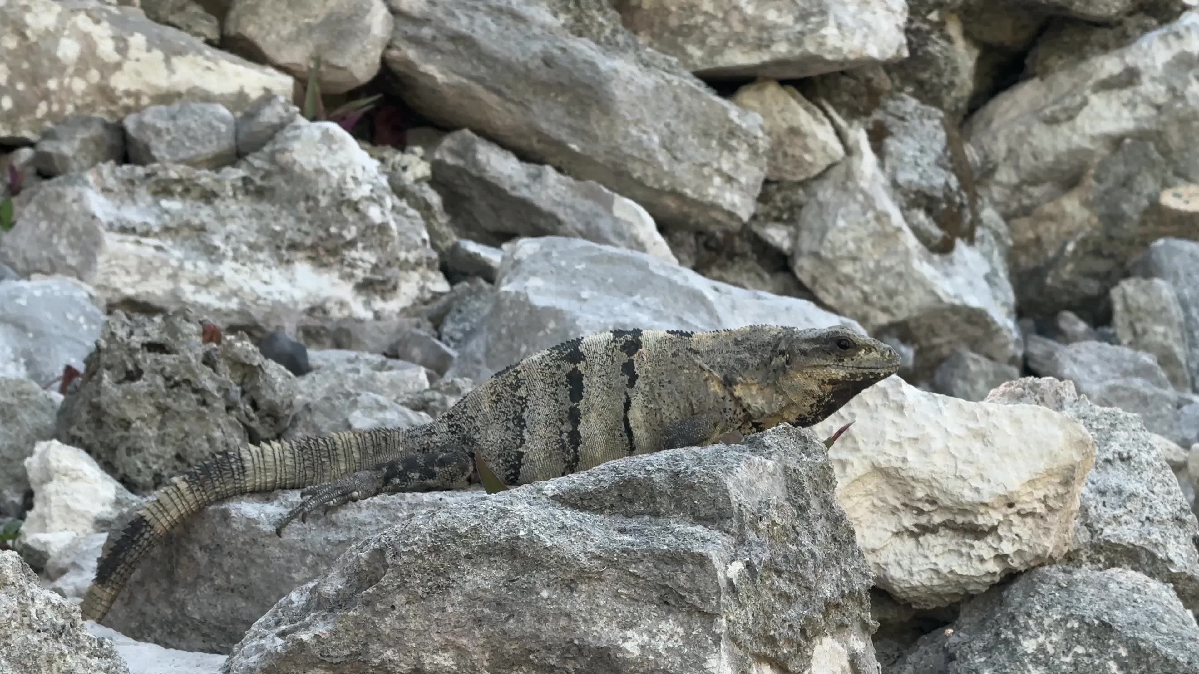 Black spiny-tailed Iguana , Mexico