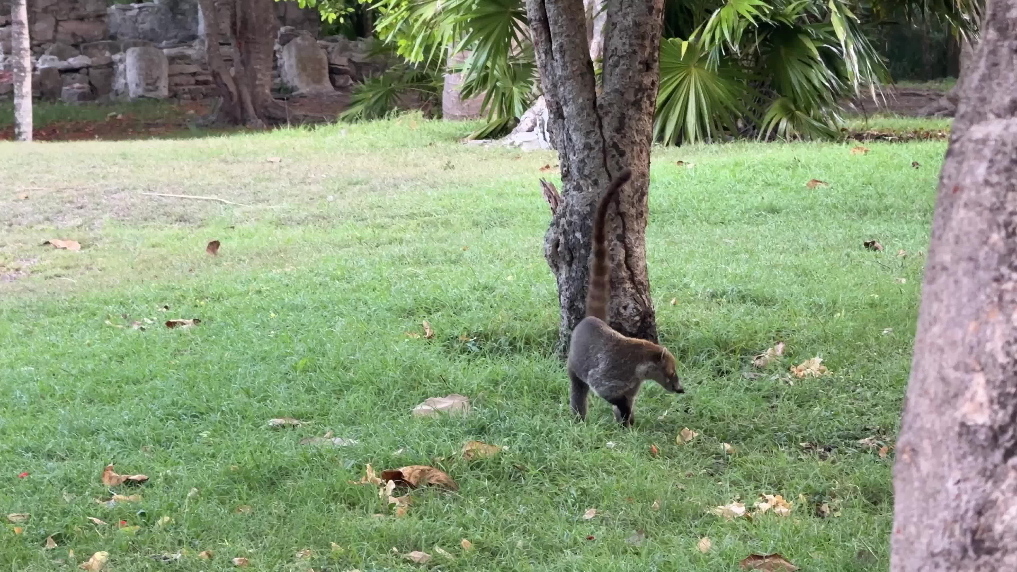South American Coati, Mexico
