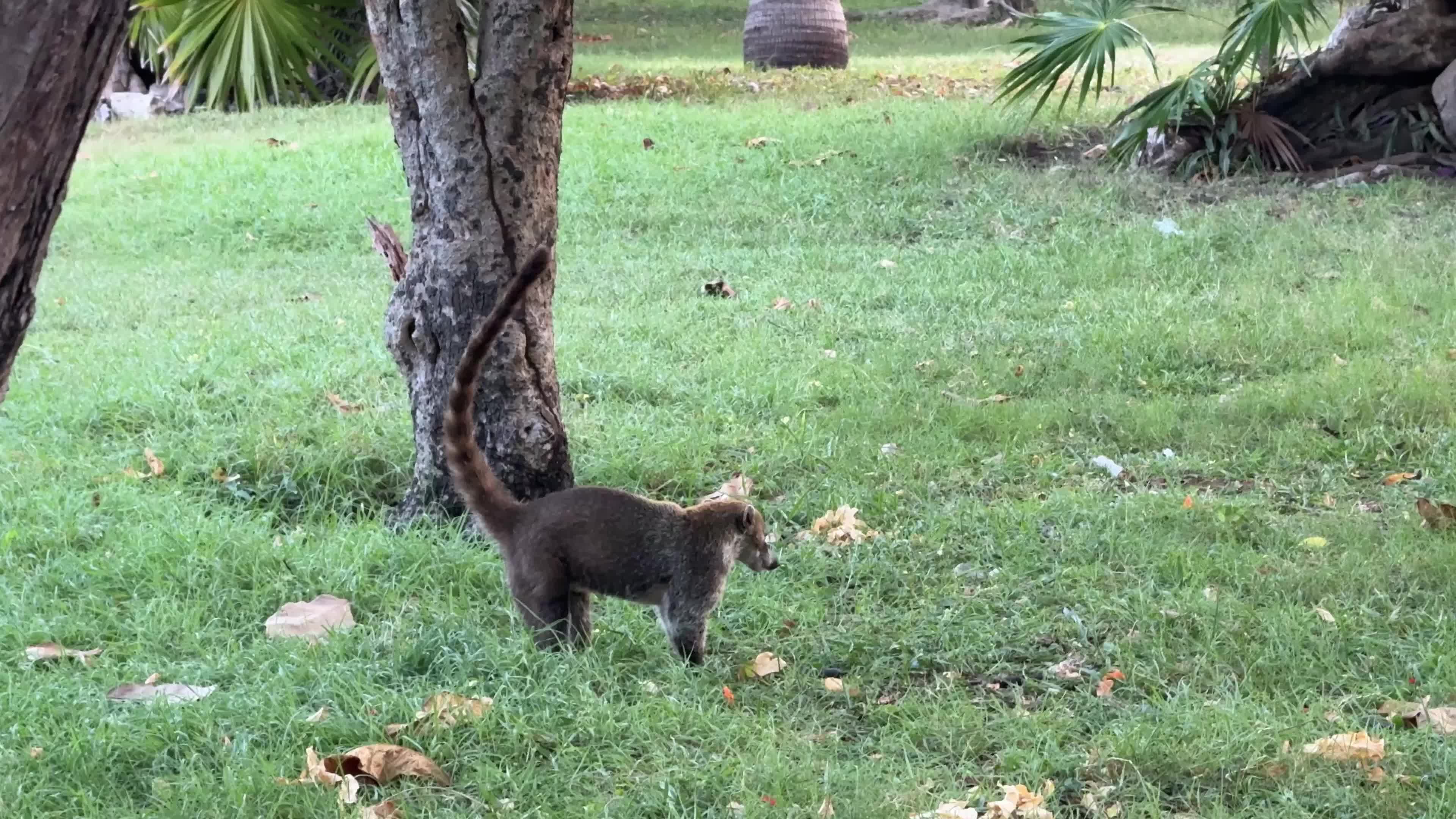 South American Coati, Mexico