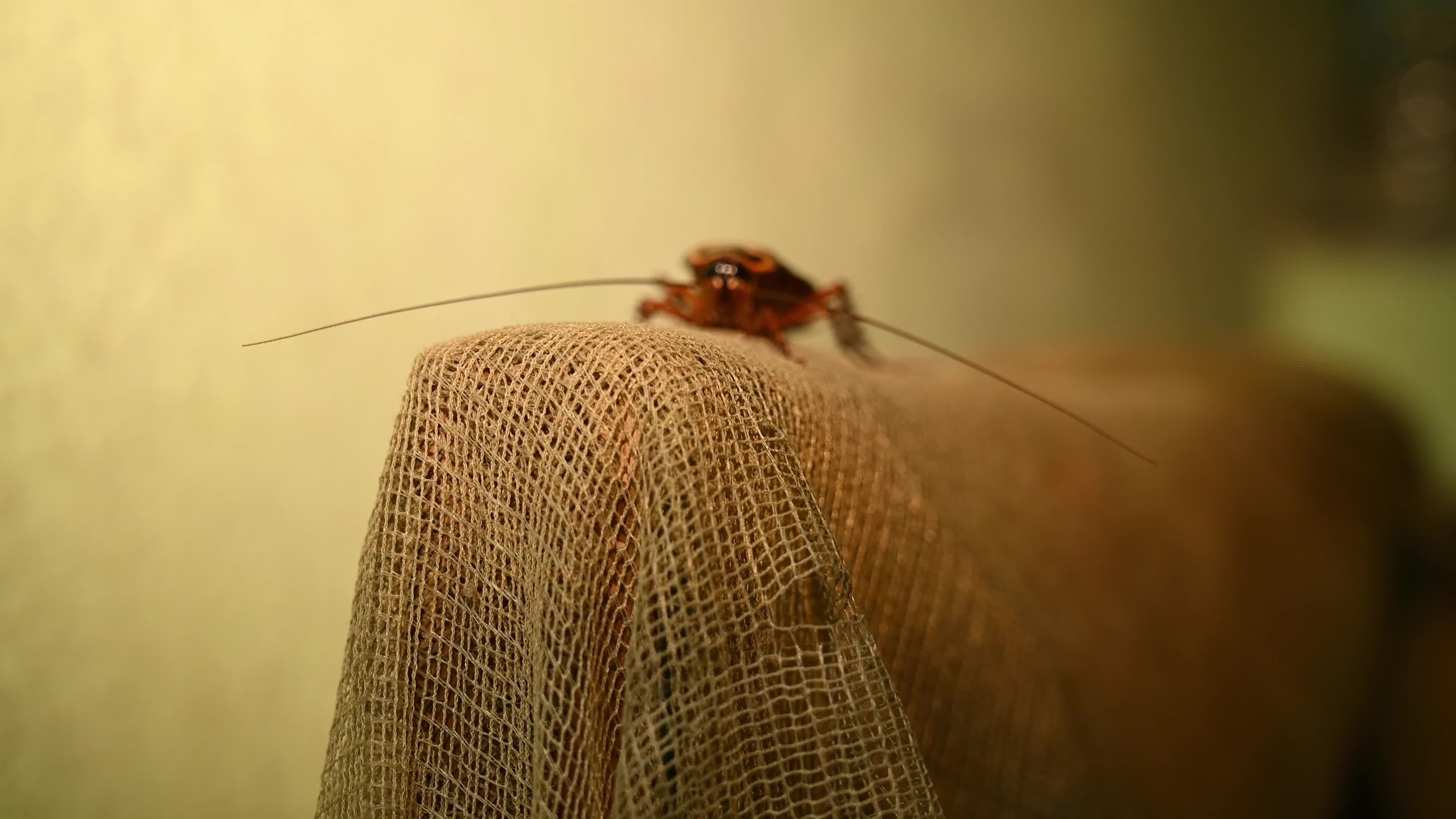 American Cockroach (Periplaneta Americana)