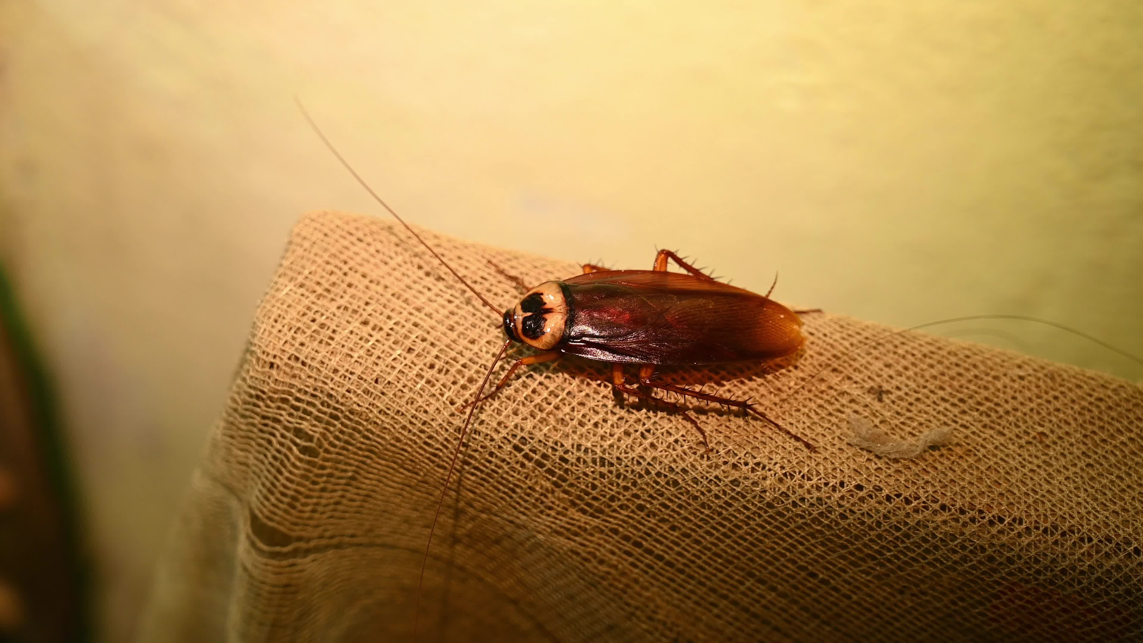 American Cockroach (Periplaneta Americana)