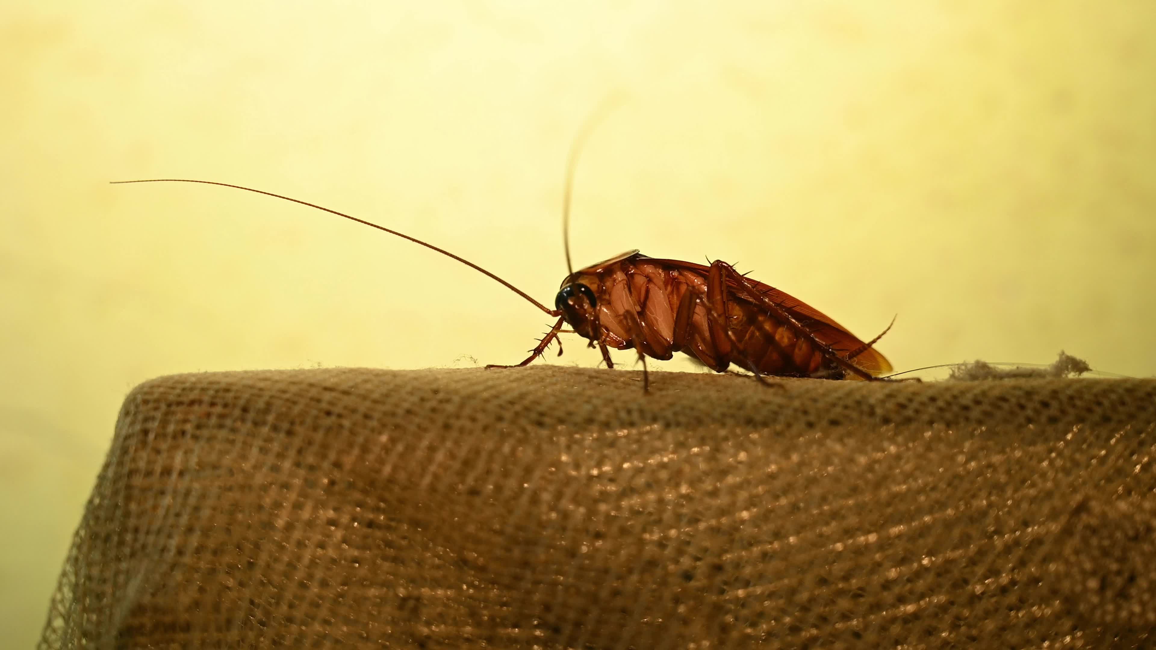 American Cockroach (Periplaneta Americana)