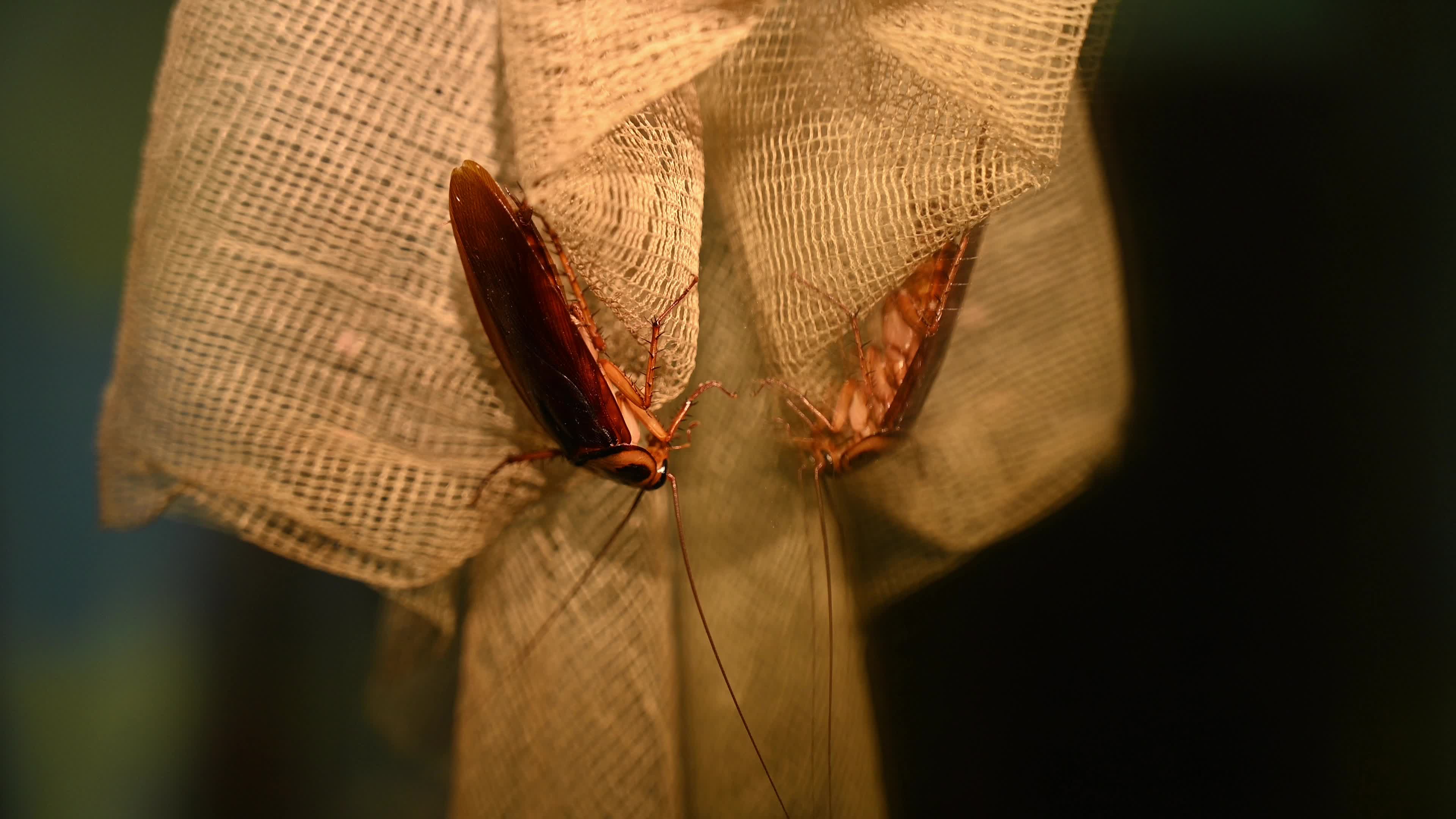 American Cockroach (Periplaneta Americana)
