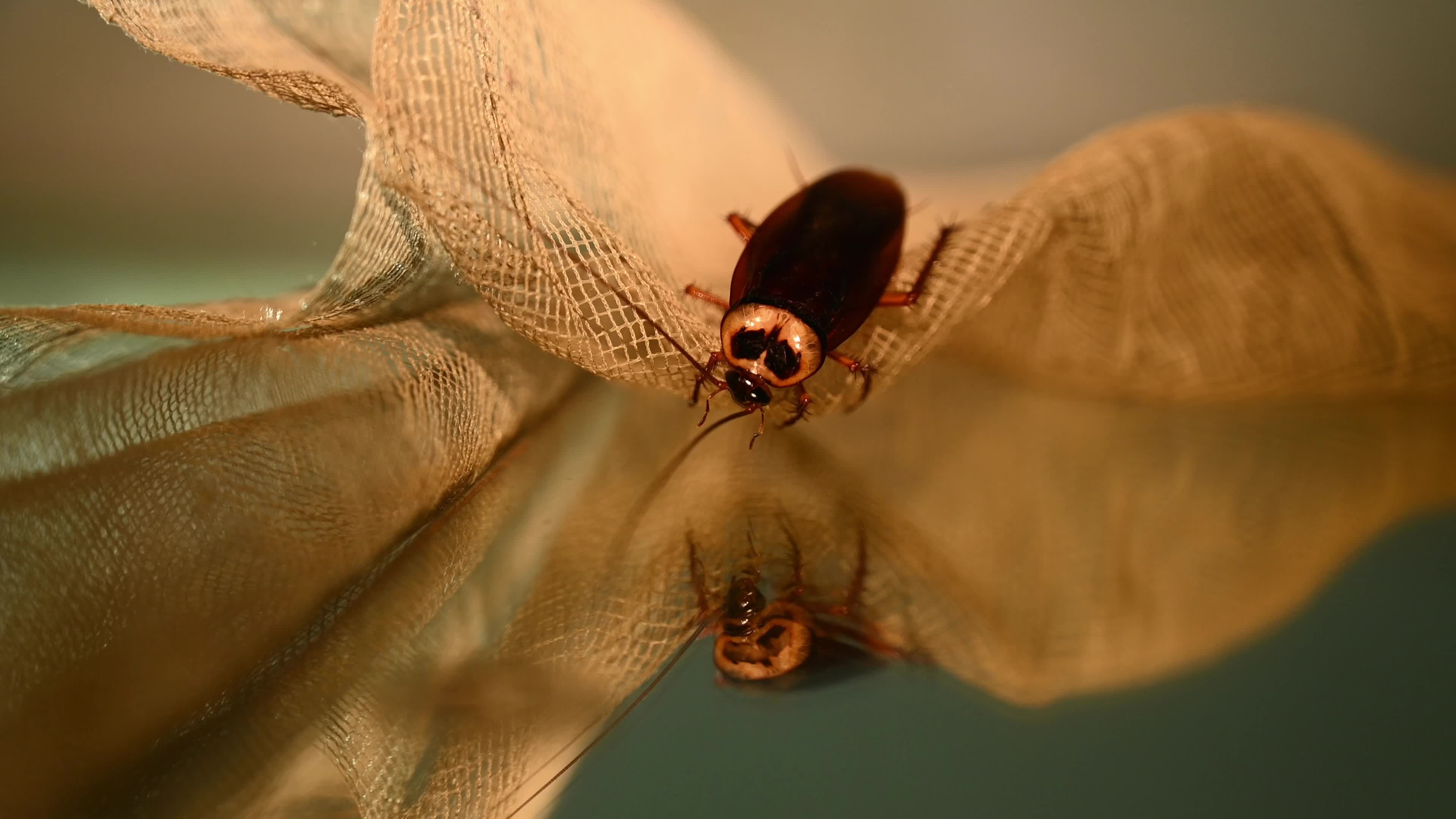 American Cockroach (Periplaneta Americana)