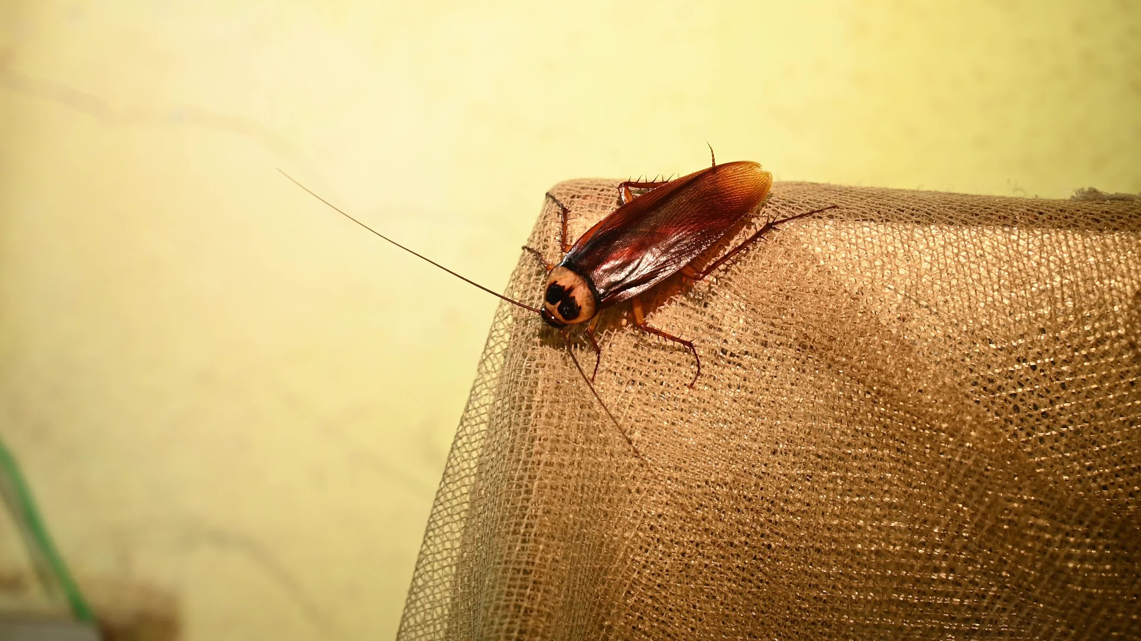 American Cockroach (Periplaneta Americana)