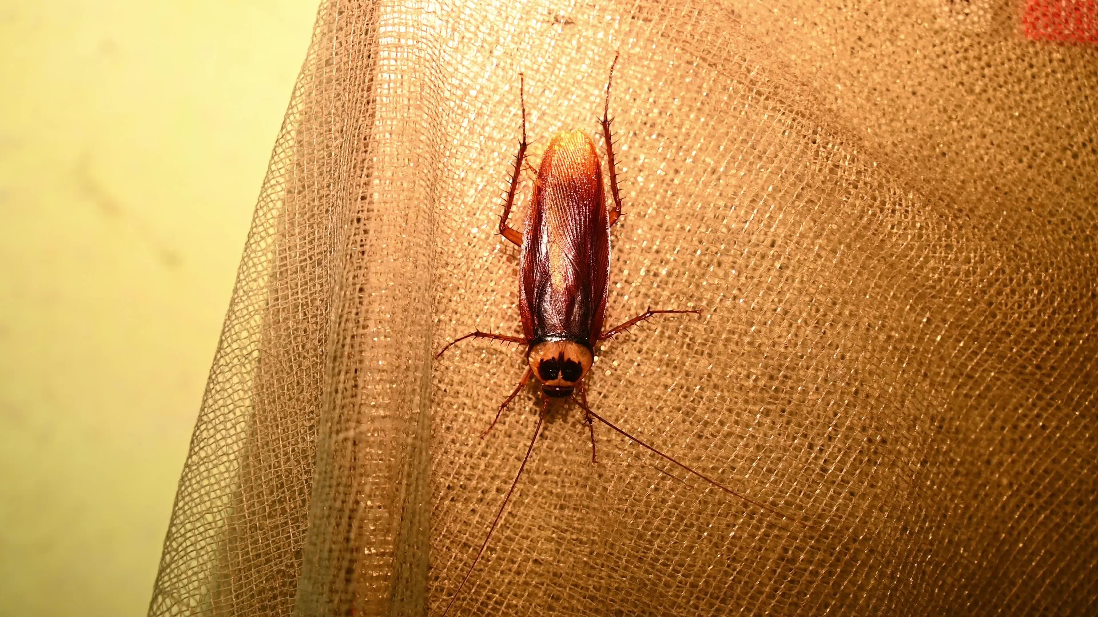 American Cockroach (Periplaneta Americana)