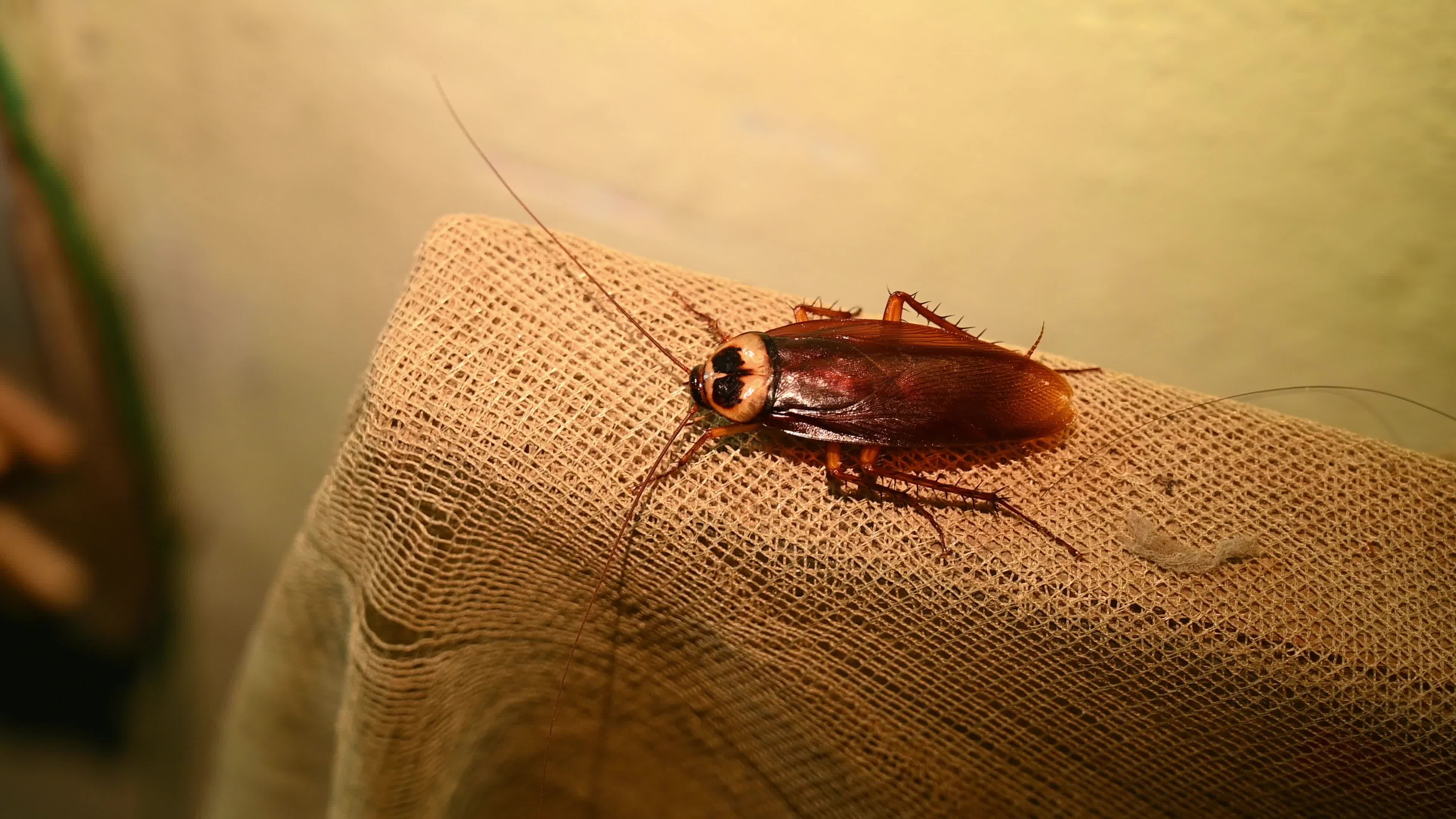 American Cockroach (Periplaneta Americana)