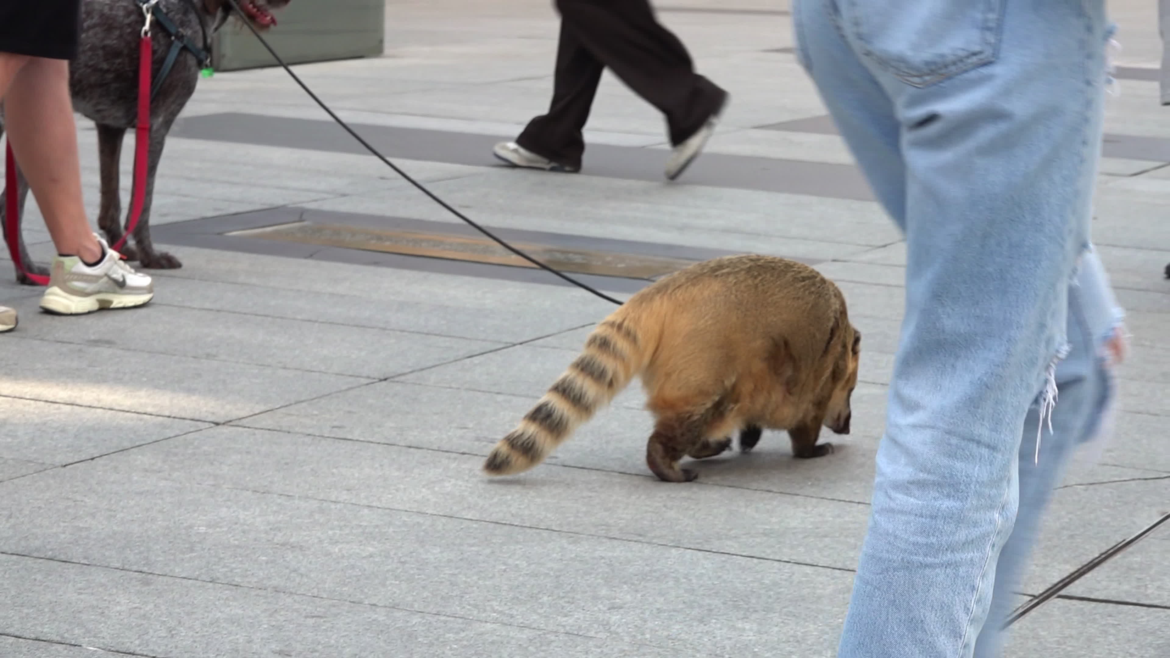 Exotic Pet Draws Crowds as Man Walks Coati and Dog in Central Warsaw