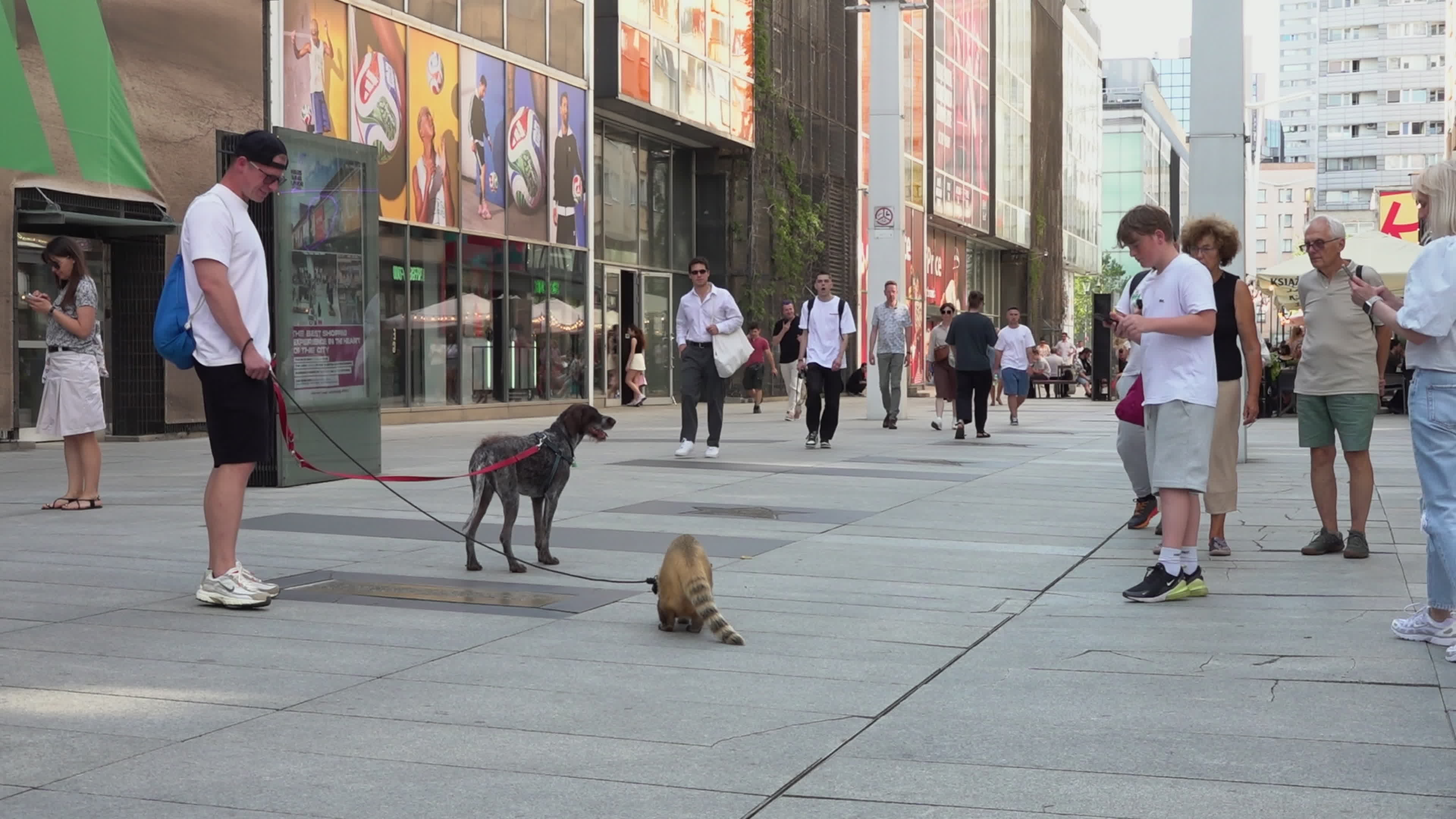 Exotic Pet Draws Crowds as Man Walks Coati and Dog in Central Warsaw