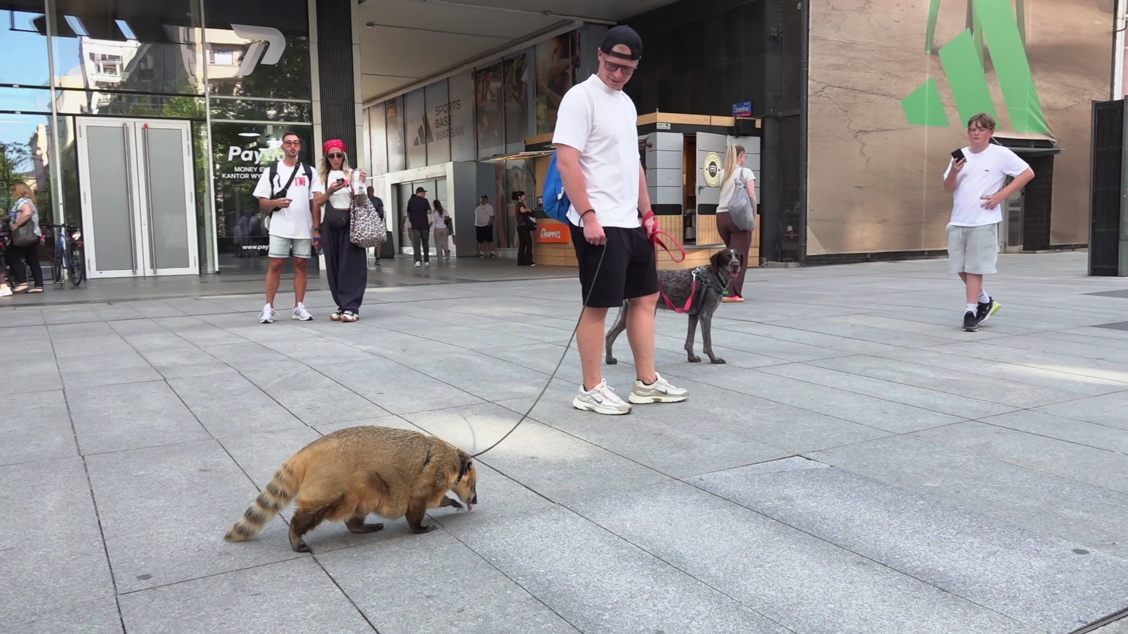 Exotic Pet Draws Crowds as Man Walks Coati and Dog in Central Warsaw