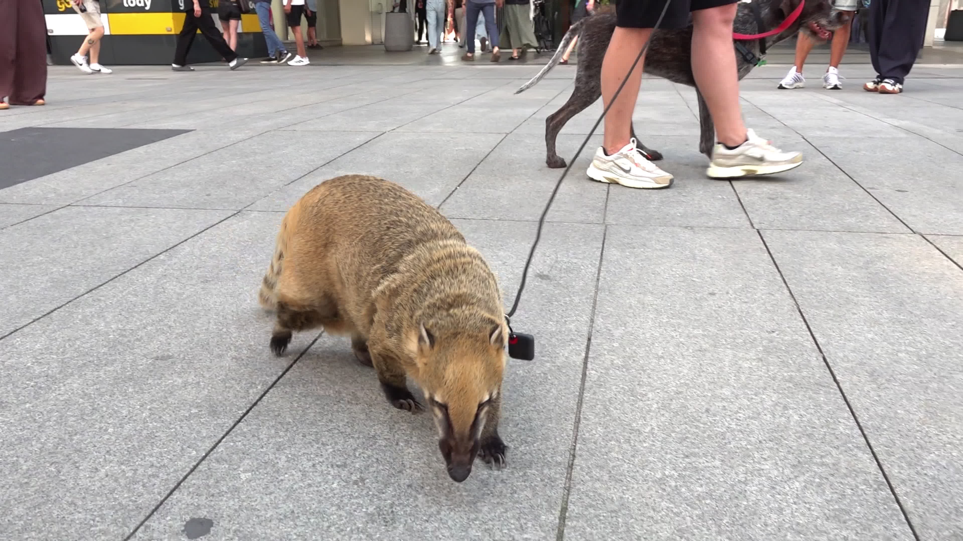 Exotic Pet Draws Crowds as Man Walks Coati and Dog in Central Warsaw