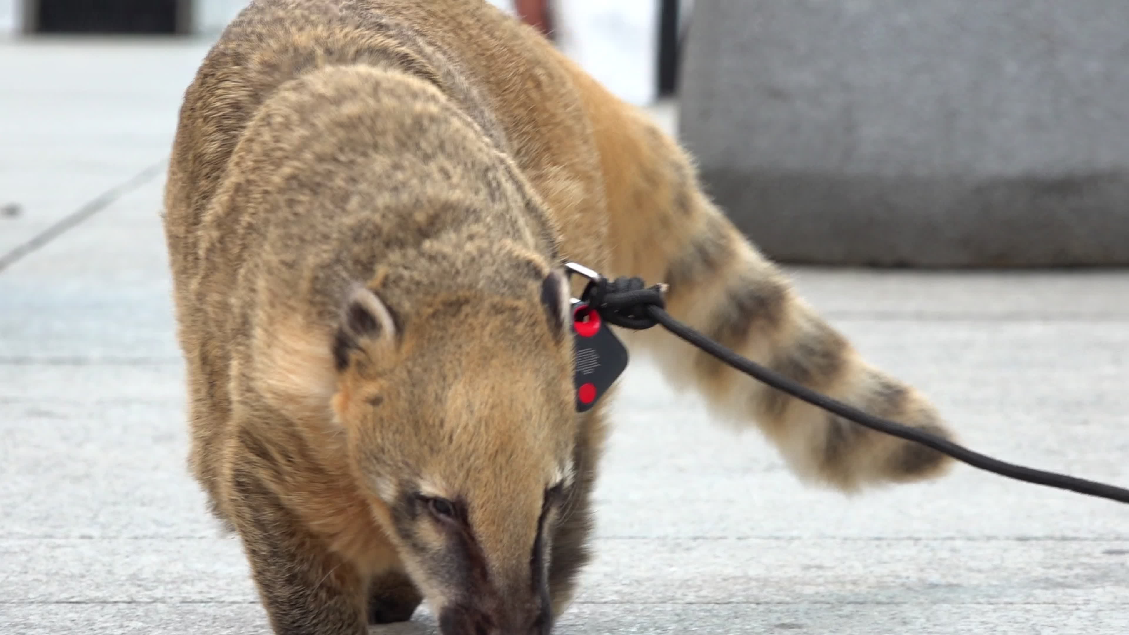 Exotic Pet Draws Crowds as Man Walks Coati and Dog in Central Warsaw