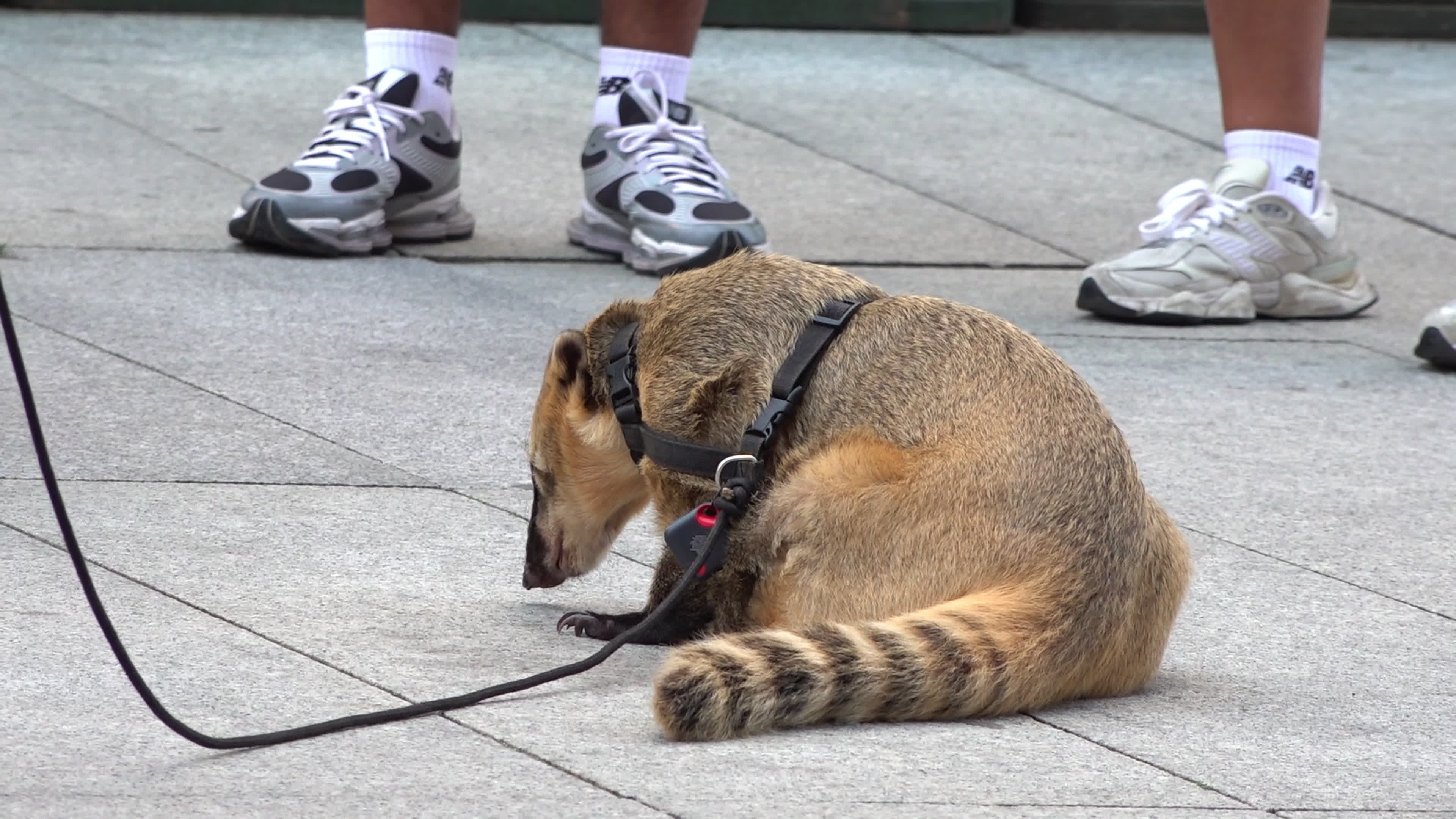 Exotic Pet Draws Crowds as Man Walks Coati and Dog in Central Warsaw