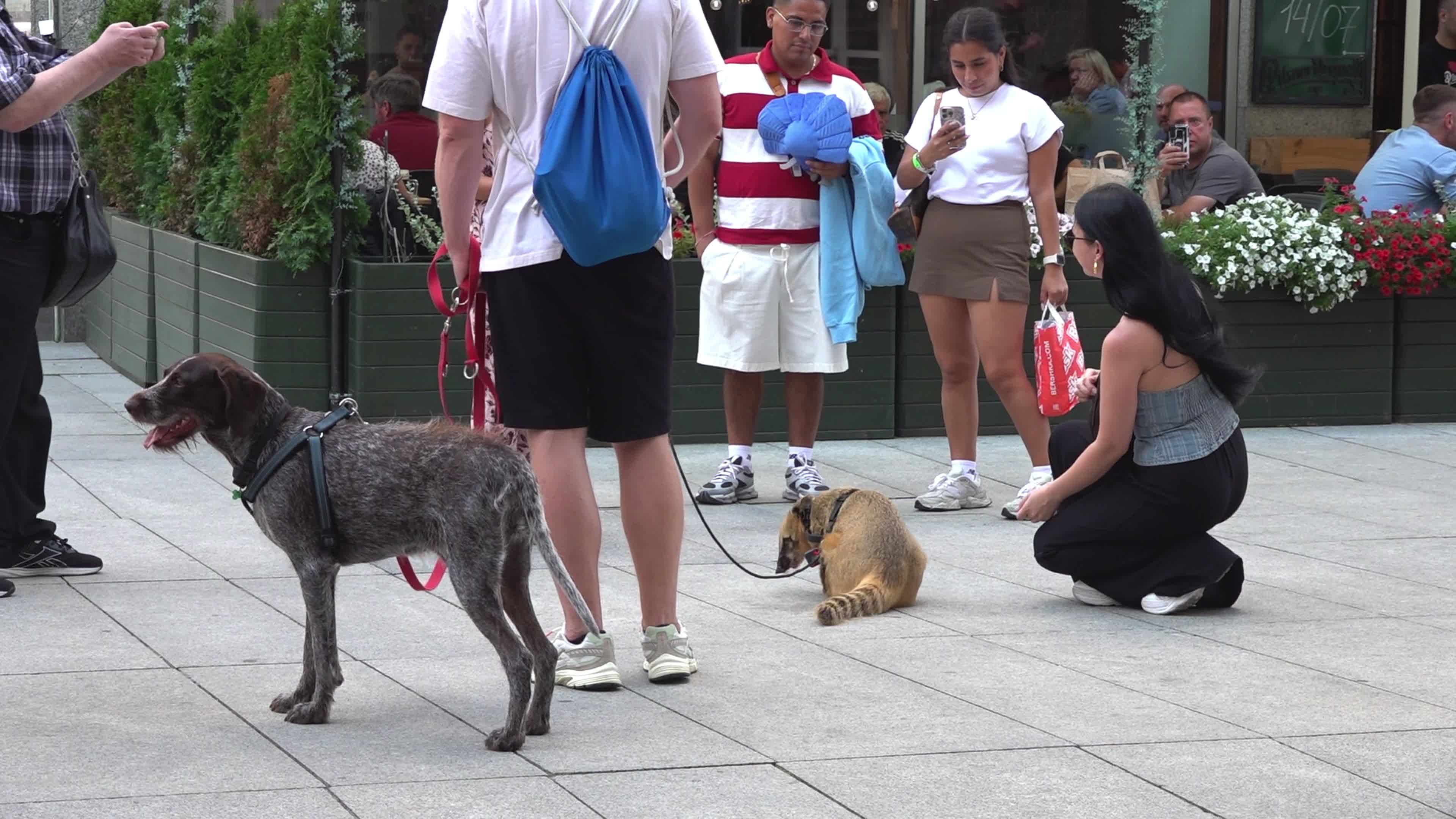 Exotic Pet Draws Crowds as Man Walks Coati and Dog in Central Warsaw