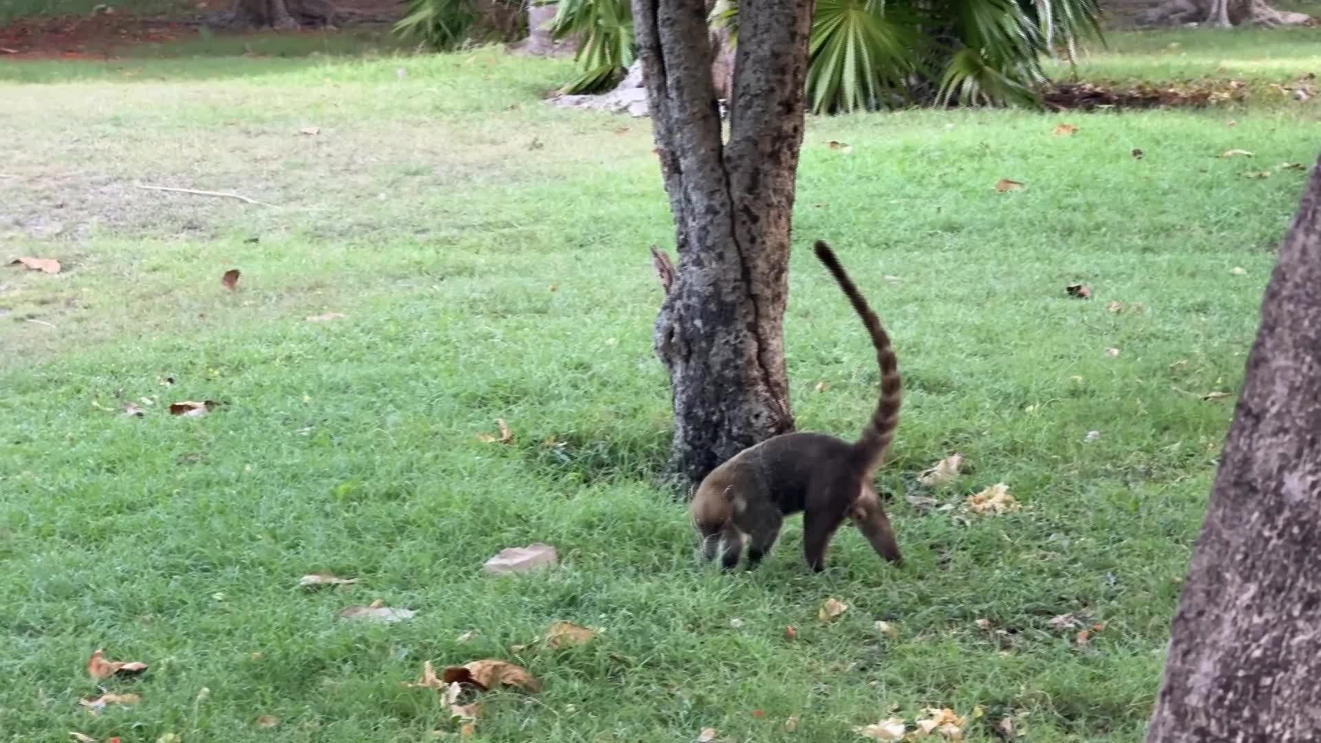 South American Coati, Mexico - 06/29/2026