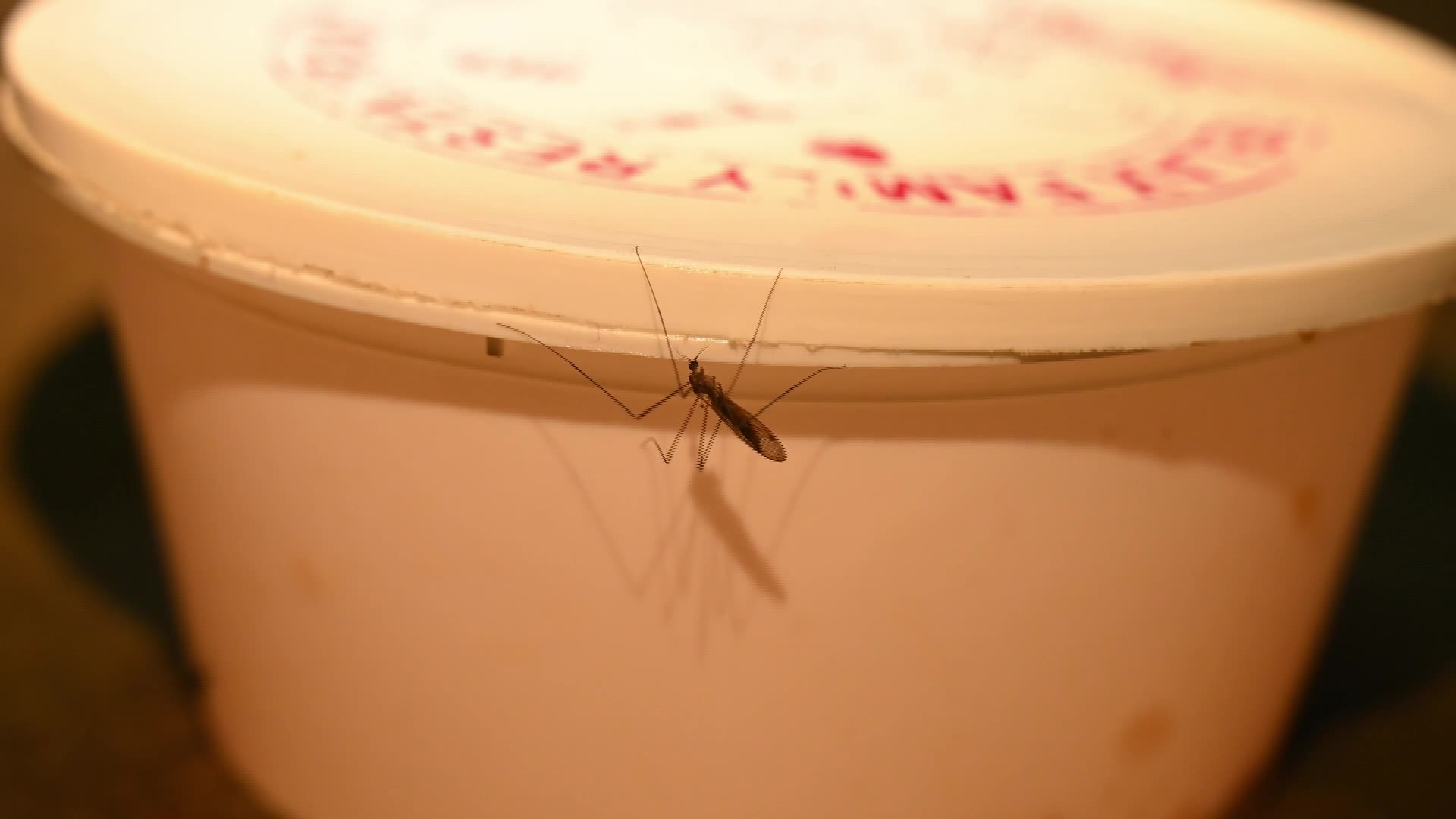 Giant Mosquito Looks Like Crane Fly - 03/14/2026
