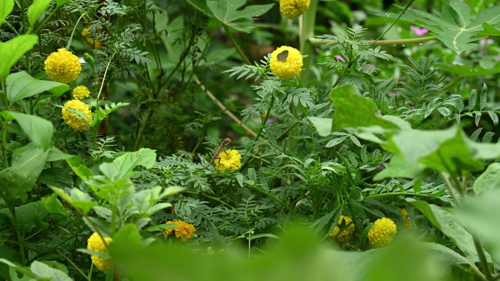 Baby Oriental Garden Lizards On The Marigold Flower - Animal India - 07/12/2026