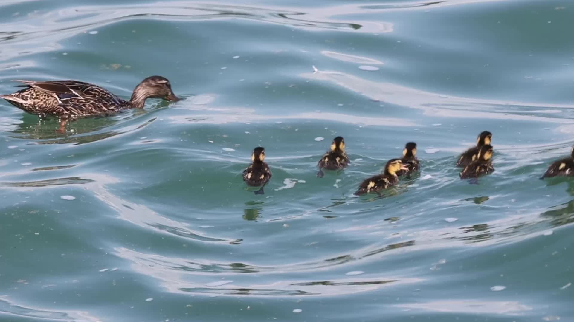 Female mallard duck and ducklings