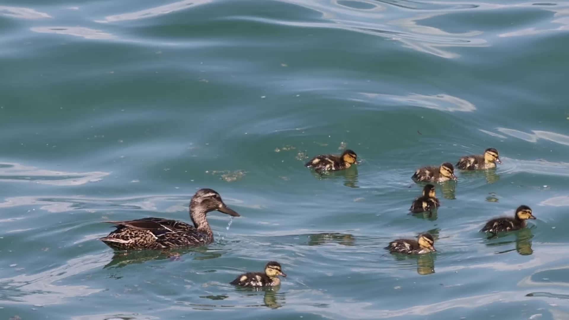 Female mallard duck and ducklings