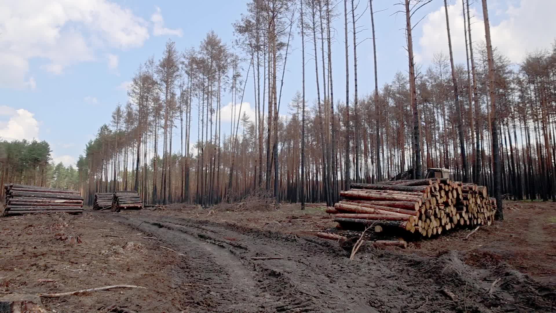 Wildfire management in Solska Wilderness