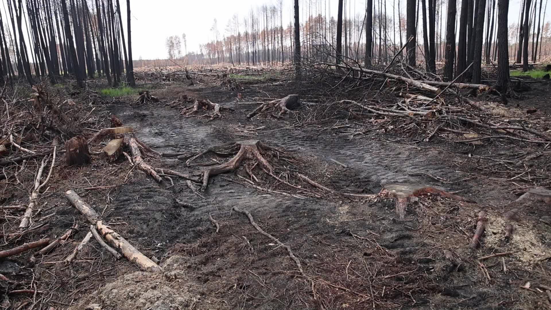Wildfire management in Solska Wilderness