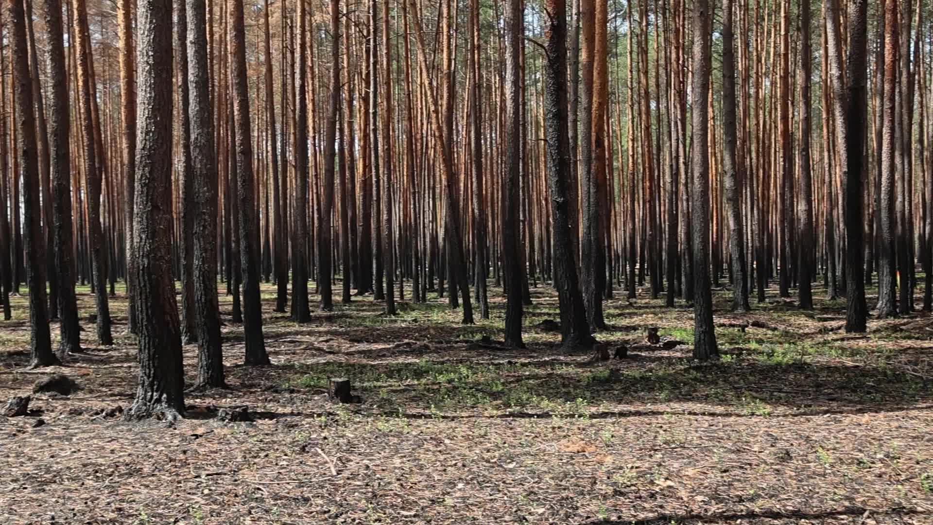 Wildfire management in Solska Wilderness