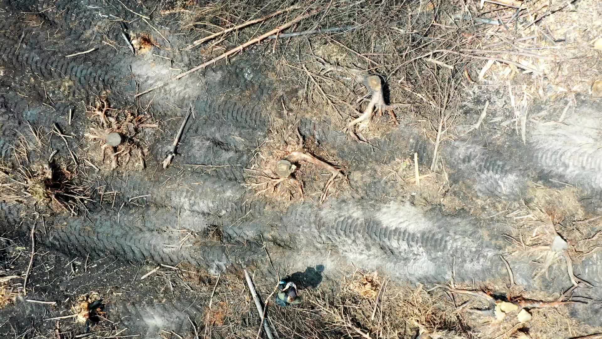 Wildfire management in Solska Wilderness