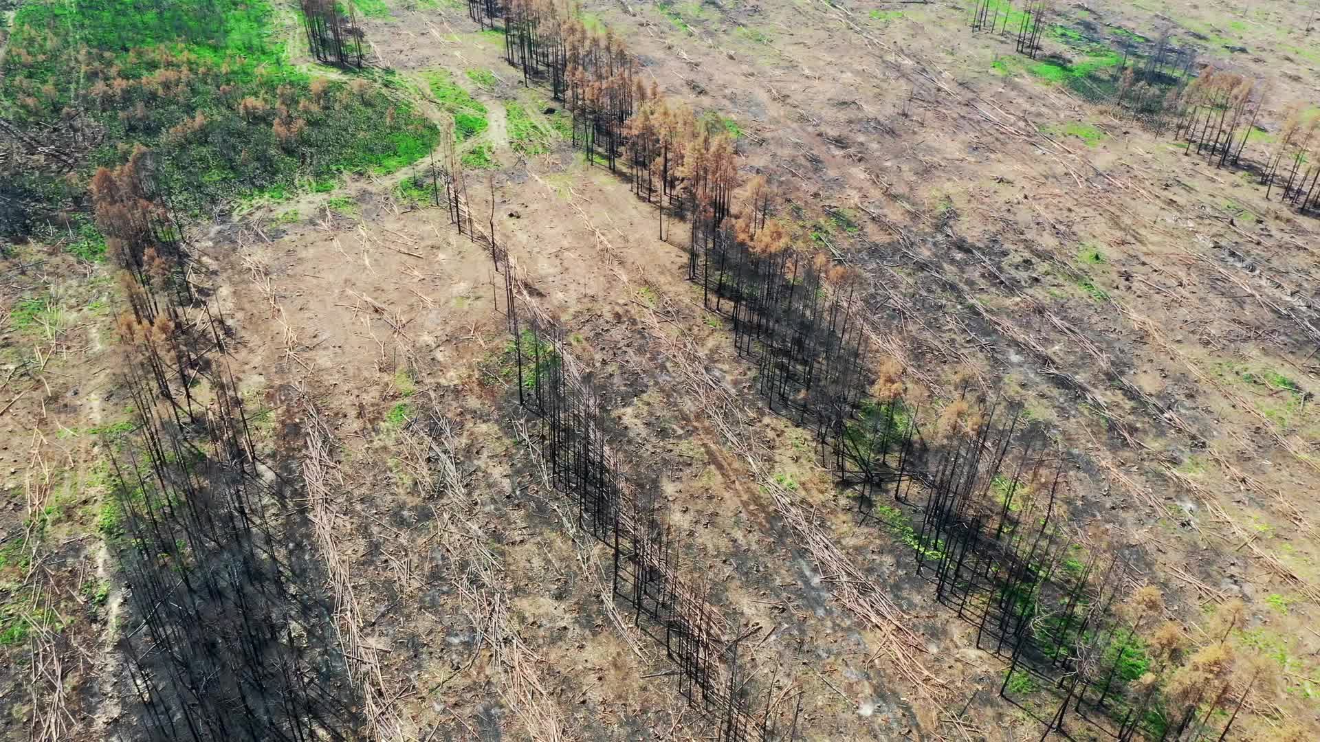 Wildfire management in Solska Wilderness