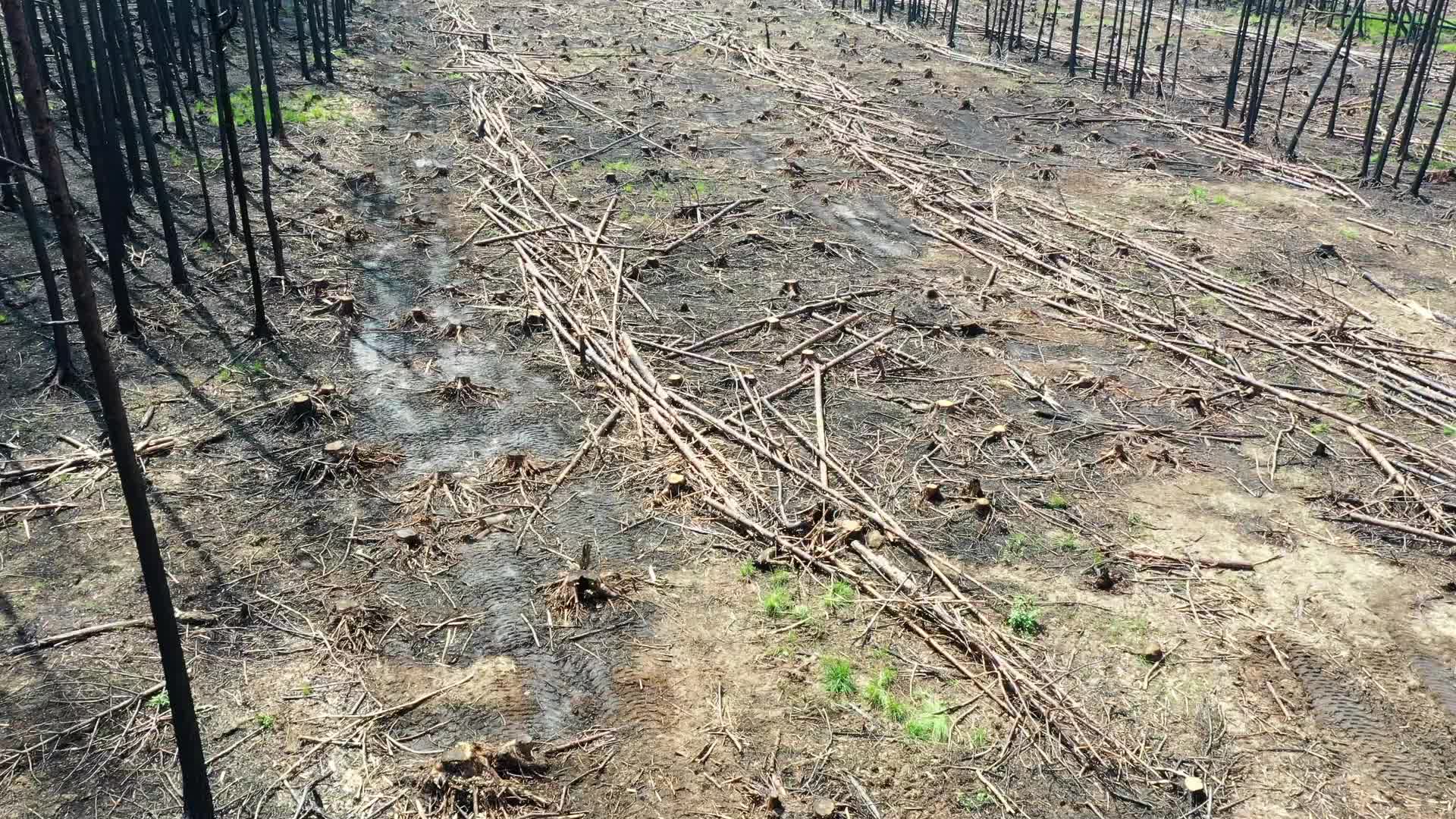 Wildfire management in Solska Wilderness
