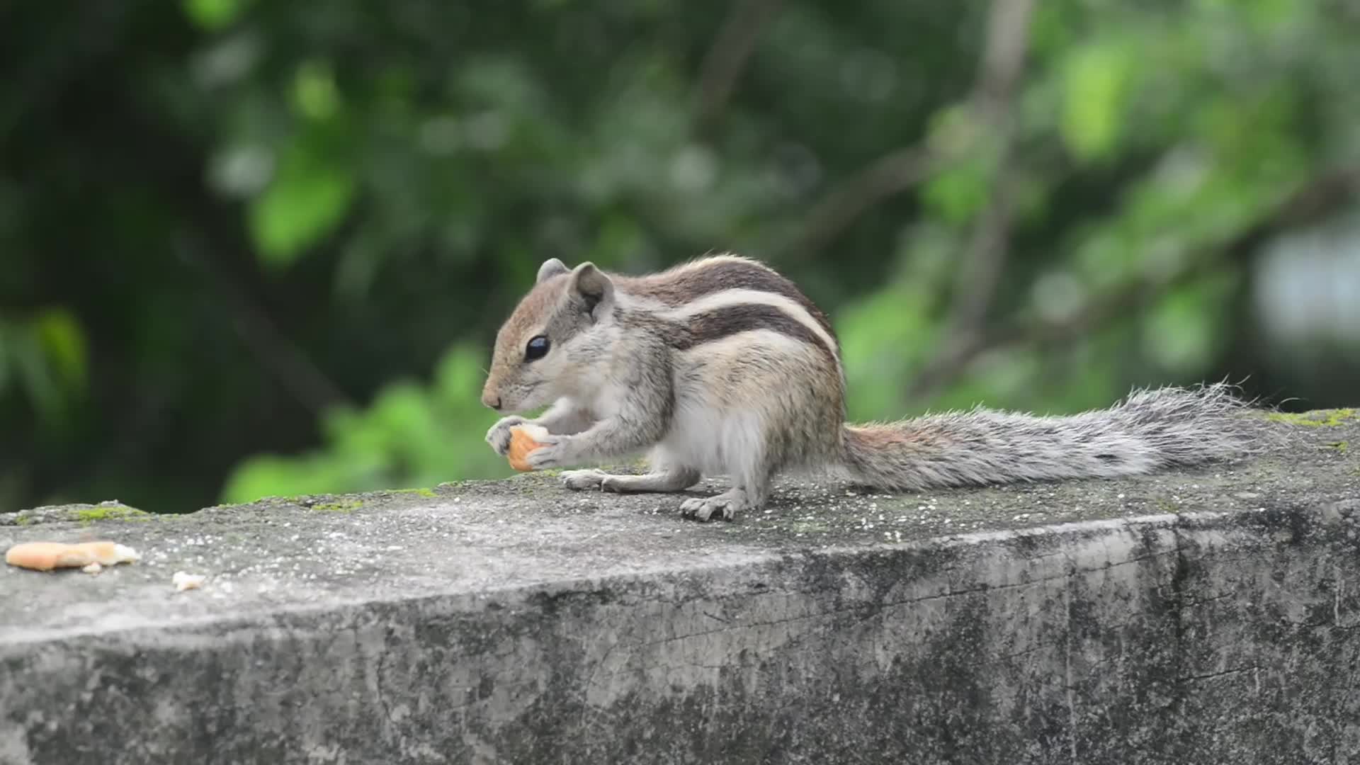 Squirrel eats food